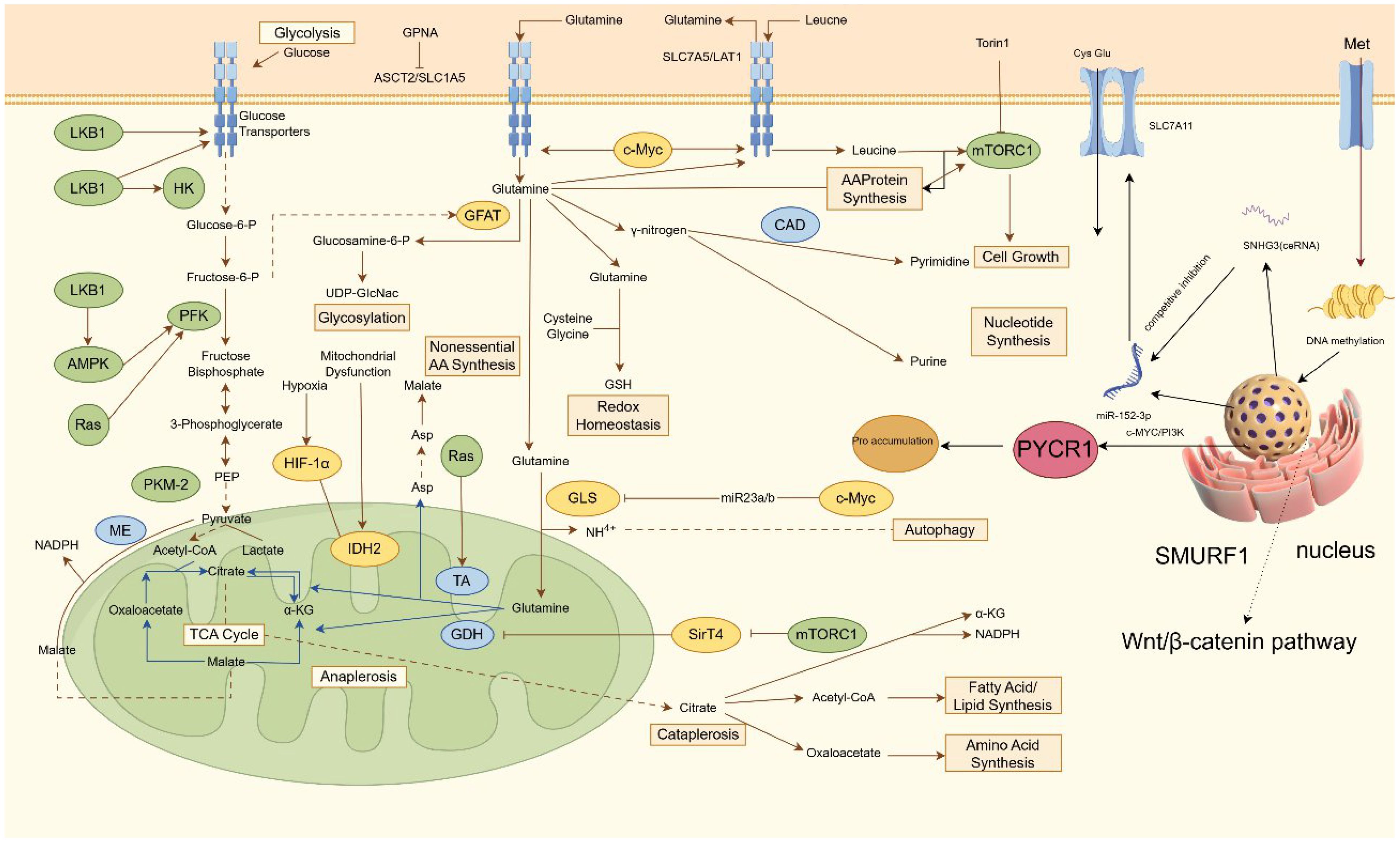 Diagram illustrating cellular metabolic pathways, highlighting glucose transport, glycolysis, and amino acid synthesis. Key components include LKB1, AMPK, mTORC1, and Wnt/β-catenin pathway. It shows interactions between glucose, glutamine, leucine, and various enzymes, indicating processes like glycolysis, nucleotide synthesis, redox homeostasis, and protein synthesis, converging on cellular growth and function.