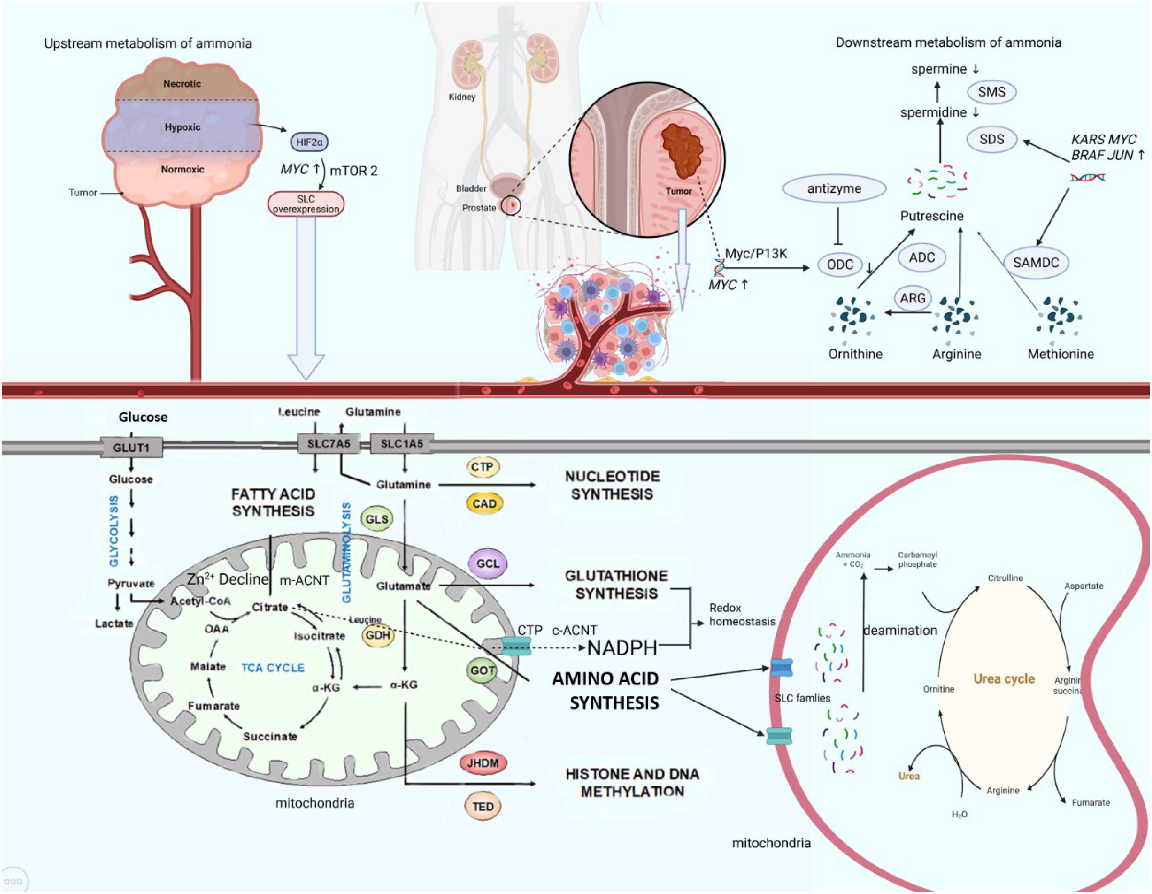 Diagram illustrating the metabolism of ammonia in a tumor context, showing upstream and downstream processes. The upstream section shows how tumor conditions like hypoxia affect metabolic pathways, including HIF2a and SLC overexpression. The downstream section covers amino acid and nucleotide synthesis, and the role of glutathione and histone methylation, highlighting enzymes and reactions involved in ammonia breakdown and synthesis. Mitochondrial roles are specified, with details on fatty acid and glutathione synthesis, the TCA cycle, and urea cycle. Arrows indicate pathways and interactions, providing a comprehensive view of cellular metabolic processes.