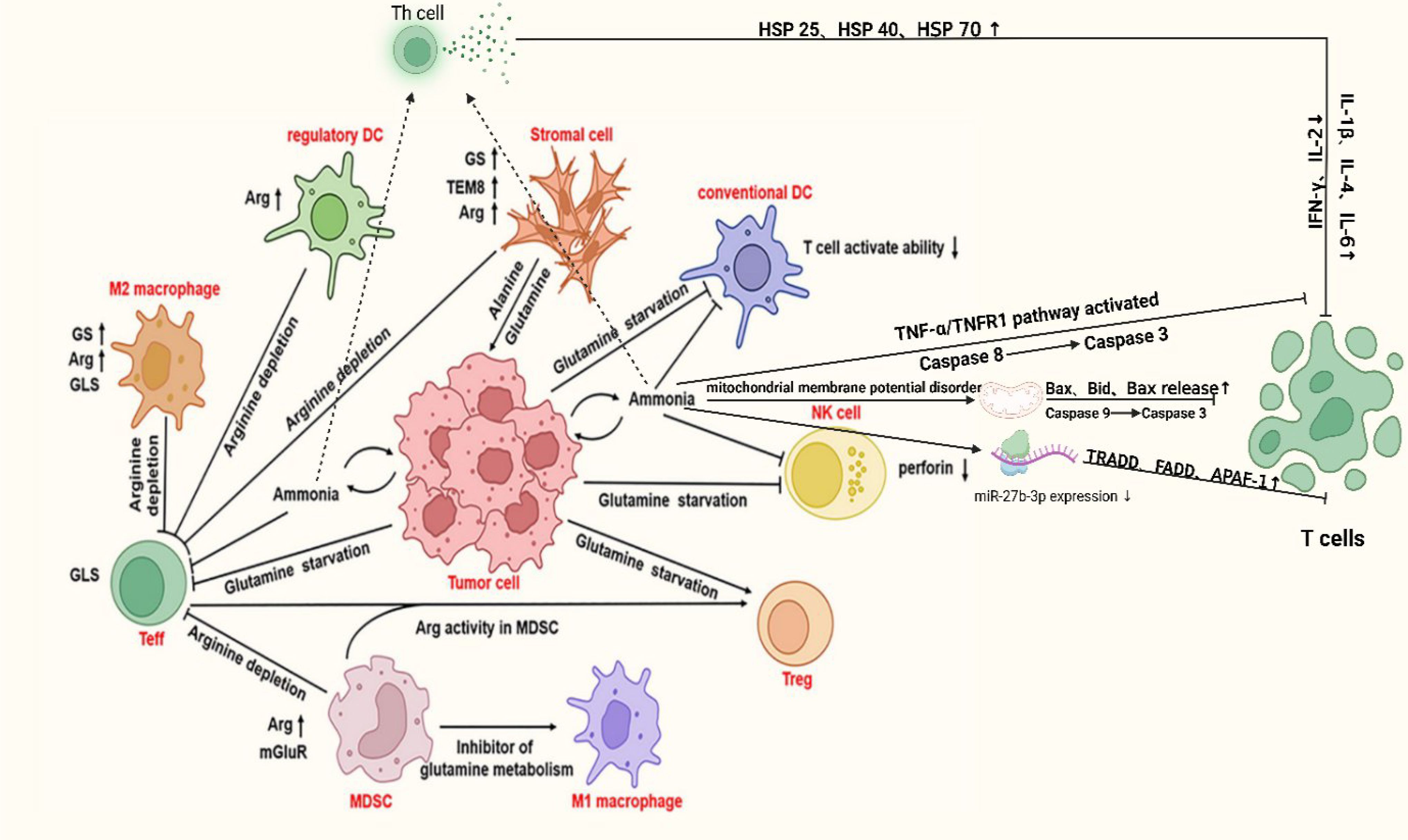 Diagram depicting interactions between various immune cells and tumor cells. It shows arginine depletion, glutamine starvation, and their effects on M2 macrophages, regulatory dendritic cells, stromal cells, conventional dendritic cells, natural killer (NK) cells, and regulatory T (Treg) cells. Arginine depletion and glutamine starvation lead to immune suppression, affecting T cell activation and increasing tumor cell survival. Key pathways involve TNF-alpha, caspase activation, and mitochondrial dysfunction, impacting T cell and NK cell function. The schema highlights the complexity of tumor-immune microenvironment interactions.