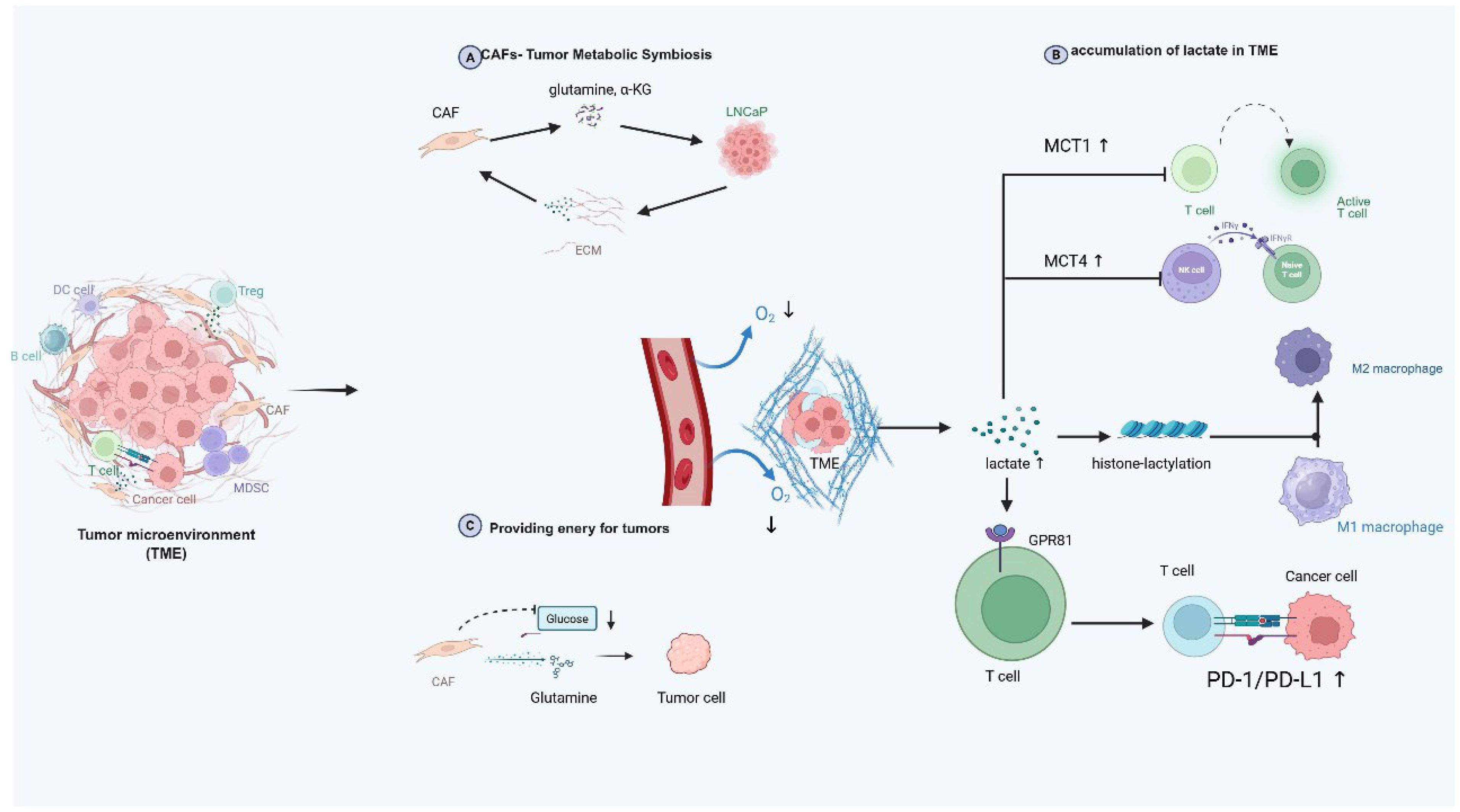 Diagram illustrating tumor microenvironment with three main processes: A) Metabolic symbiosis between cancer-associated fibroblasts (CAFs) and tumor cells through glutamine and ECM; B) Lactate accumulation affecting T cells, NK cells, and macrophages, increasing histone lactylation; C) Energy provision for tumors via glucose and glutamine transfer, enhancing PD-1/PD-L1 in T cells and cancer cells. Various cell types like B cells, Tregs, and MDSCs are depicted within the tumor microenvironment.