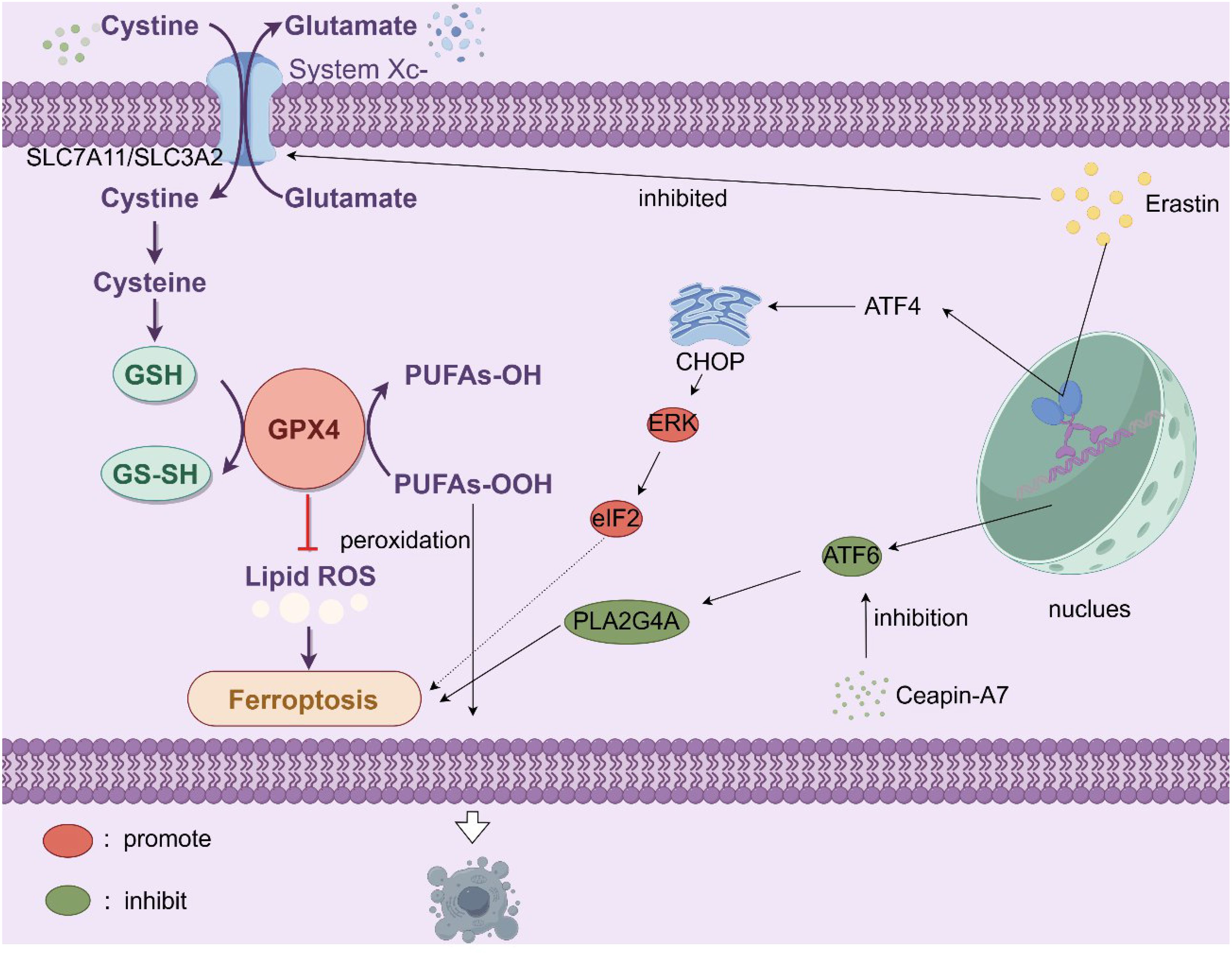 Diagram illustrating the ferroptosis pathway. Cystine is transported via System Xc-, converted to cysteine, then to GSH. GPX4 catalyzes peroxidation, preventing lipid ROS accumulation. Erastin inhibits System Xc-, promoting ferroptosis. CHOP, ERK, and eIF2 pathways are shown, along with inhibition by ATF6 in the nucleus, affected by Ceapin-A7. Color coding: red indicates promotion, green indicates inhibition.
