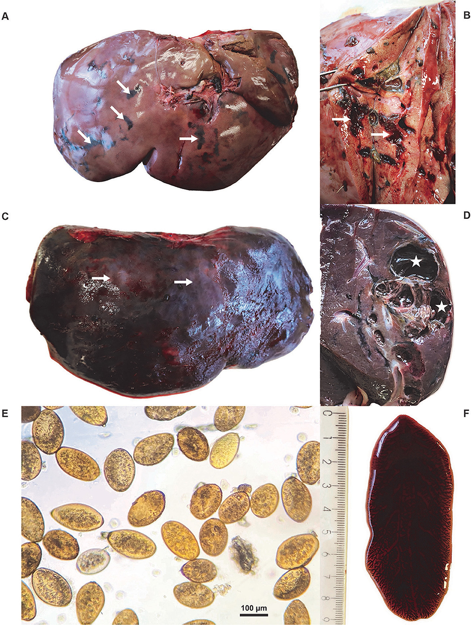 A series of images showing liver abnormalities and parasites. A: A liver with surface lesions indicated by arrows. B: A cross-section of the liver with dark pigmentation. C: Another liver with visible abnormalities marked by arrows. D: A cross-section of the liver with cavities, highlighted by stars. E: Microscopic view of yellow, oval-shaped eggs of F. magna. F: An adult giant liver fluke.