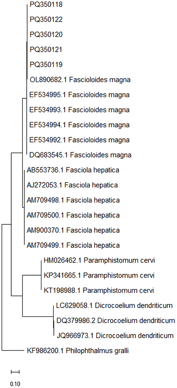 Phylogenetic tree illustrating genetic relationships among various parasitic flatworms, including Fascioloides magna, Fasciola hepatica, Paramphistomum cervi, Dicrocoelium dendriticum, and Philophthalmus gralli. Branch lengths represent genetic distances, with each species labeled by accession number and name. Scale bar is 0.10.