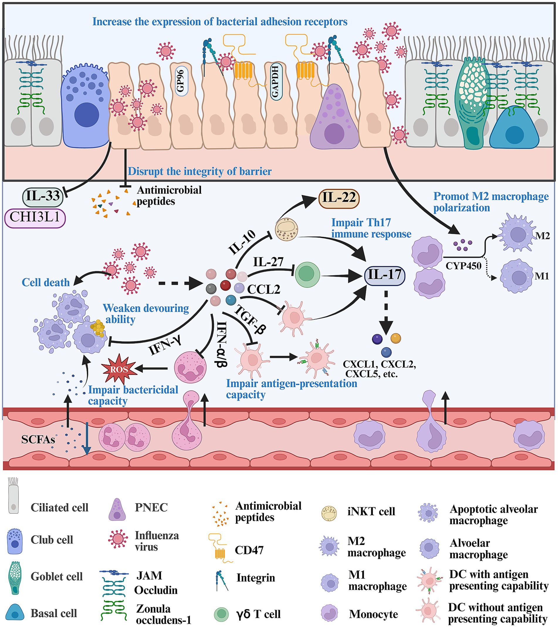 Illustration depicting the interaction between influenza virus and the respiratory immune response. It shows viral impact on epithelial cells, highlighting barrier disruption, increased bacterial adhesion receptor expression, and antimicrobial peptide release. Labeled elements include different cell types, cytokines, and immune cells like macrophages. Processes such as Th17 immune response impairment, cytokine signaling (IL-10, IL-27, CCL2), and macrophage polarization (M1, M2) are shown. The diagram also includes a detailed legend explaining symbols for cell types and molecules involved in the immune processes.