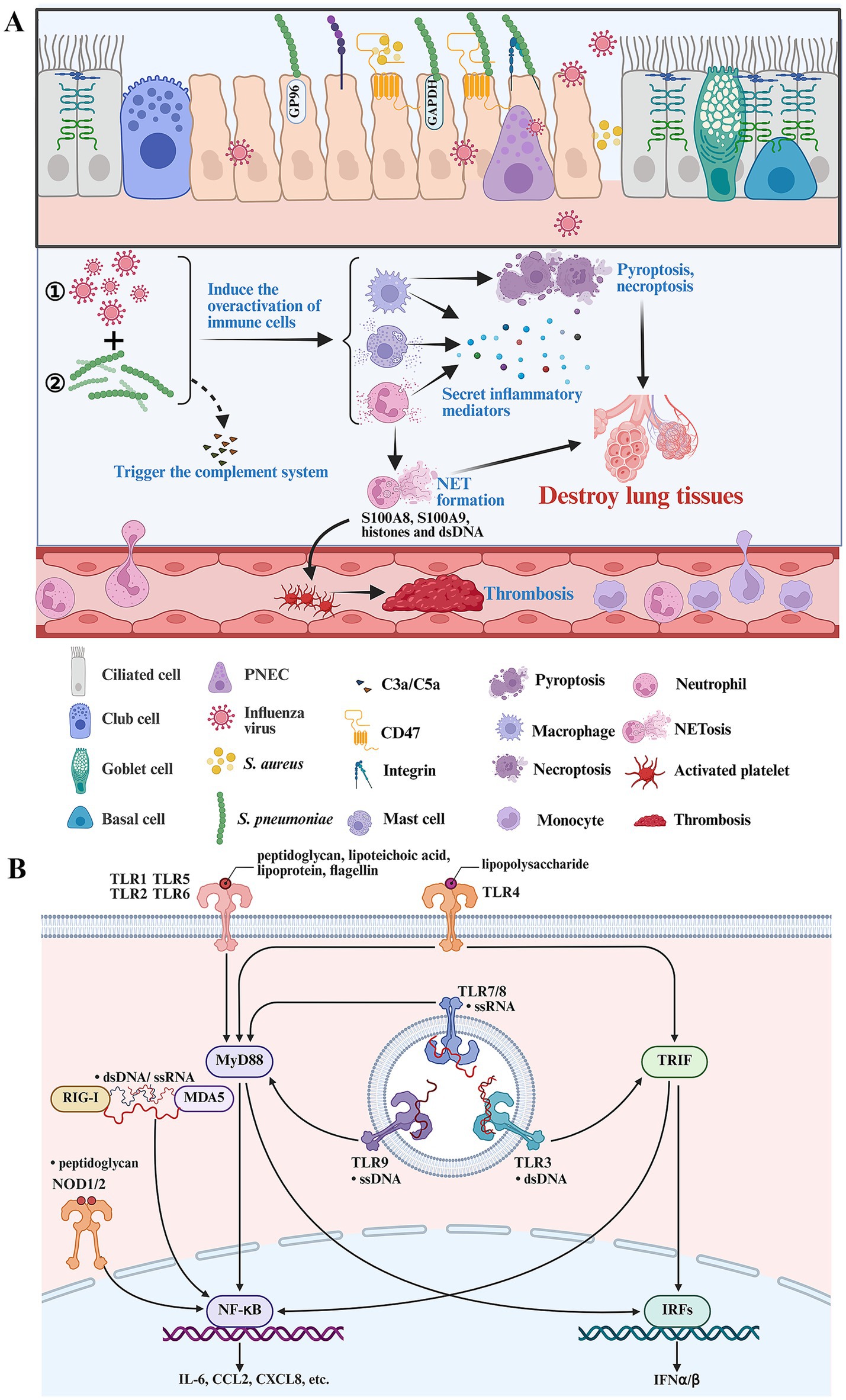 Illustration depicting lung immune response and signaling pathways. Panel A shows various lung cell types interacting with pathogens, leading to immune cell activation, NET formation, and lung tissue destruction. Key components include influenza virus, S. aureus, S. pneumoniae, and markers like CD47 and complement c3a/c5a. Panel B illustrates signaling pathways with TLRs, RIG-I, and NOD1/2 activating MyD88, leading to NF-κB and IRFs signaling, promoting pro-inflammatory cytokines and interferons production.