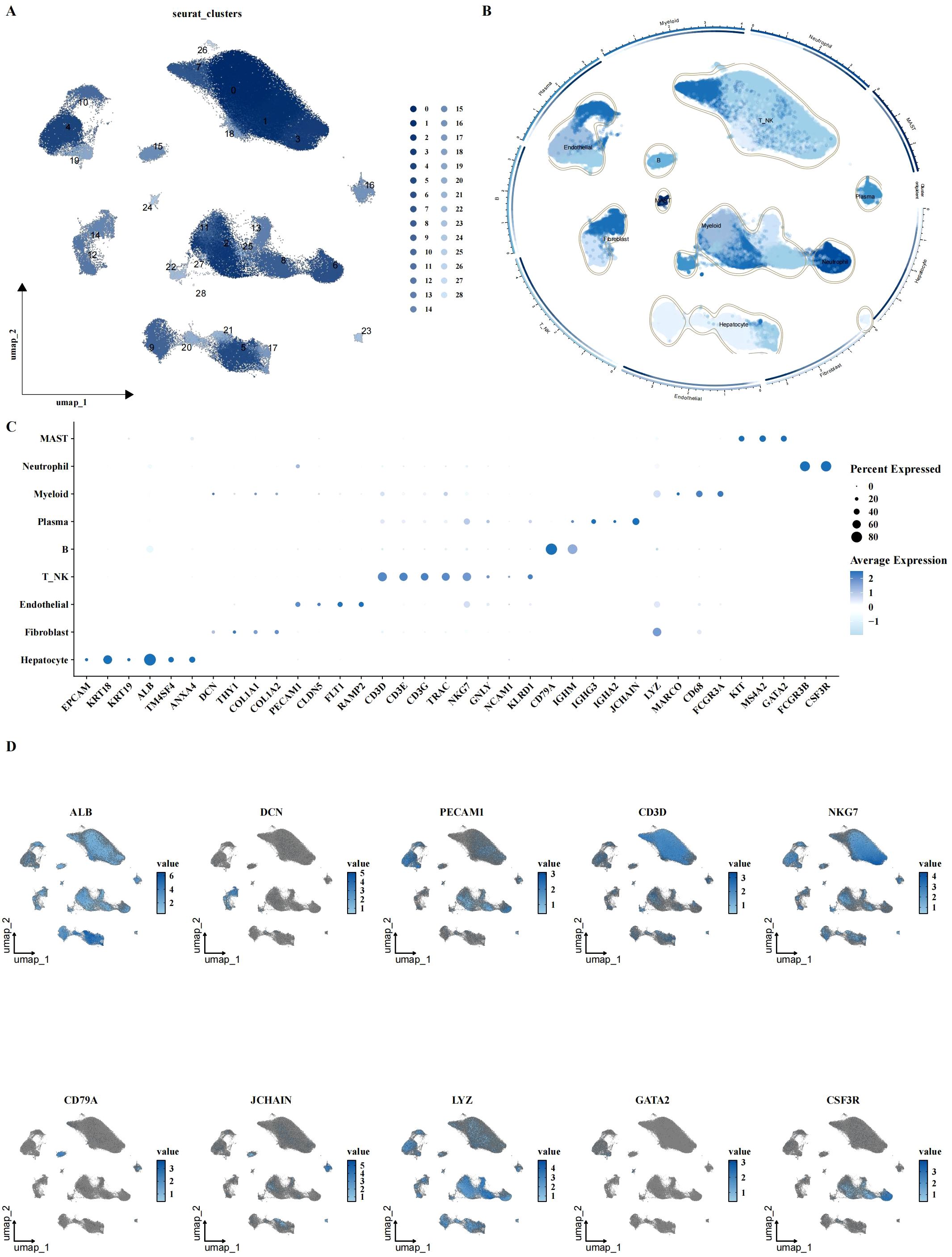 Four-panel scientific visualization:  A. UMAP plot showing seurat clusters; clusters labeled numerically from 14 to 29.  B. Circular diagram of clusters annotated with cell types such as Endothelial and Myeloid.  C. Dot plot illustrating expression levels of genes across cell types, with dot size and color indicating percentage and average expression.  D. Small UMAP plots for genes ALB, DCN, PECAM1, CD3D, NKG7, CD79A, JCHAIN, LYZ, GATA2, and CSF3R, showing expression values with blue color scales.
