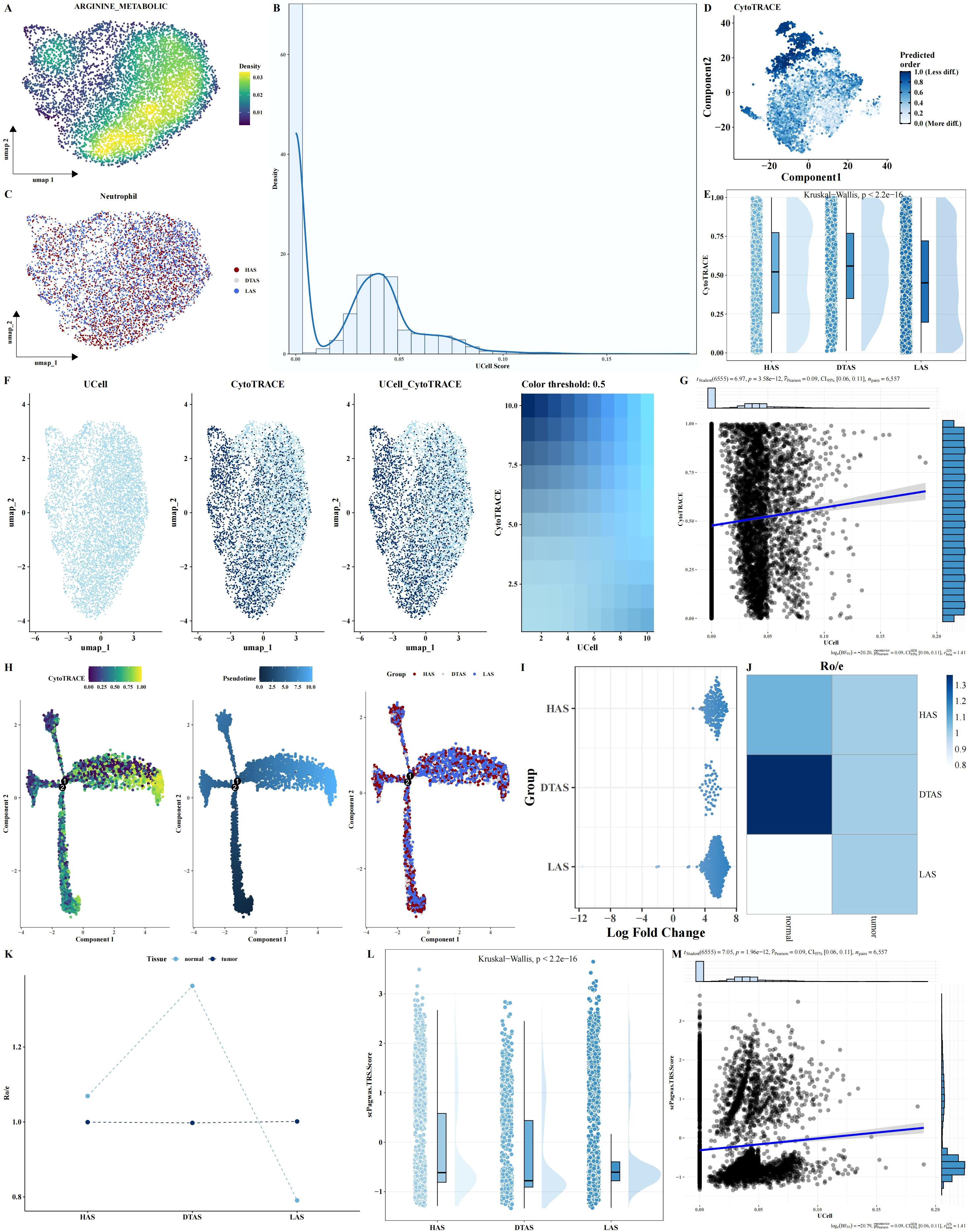A series of scientific visualizations depict data analysis from a study. Panel A shows a density plot for “ARGNINE_METABOLIC” with a color gradient from purple to green. Panel B displays a histogram of cumulative density versus UCell score. Panel C presents a scatter plot with three different classes marked in red, blue, and pink for “Neutrophil”. Panel D contains a scatter plot labeled “CytoTRACE” with predicted groupings. Panel E shows box plots comparing groups with statistical significance. Panel F illustrates three variation plots for UCell, CytoTRACE, and a combined metric with a gradient legend. Panel G to M depict various data visualizations including component plots, group comparisons, log fold change, a heatmap, and regression analyses with associated statistical markers.