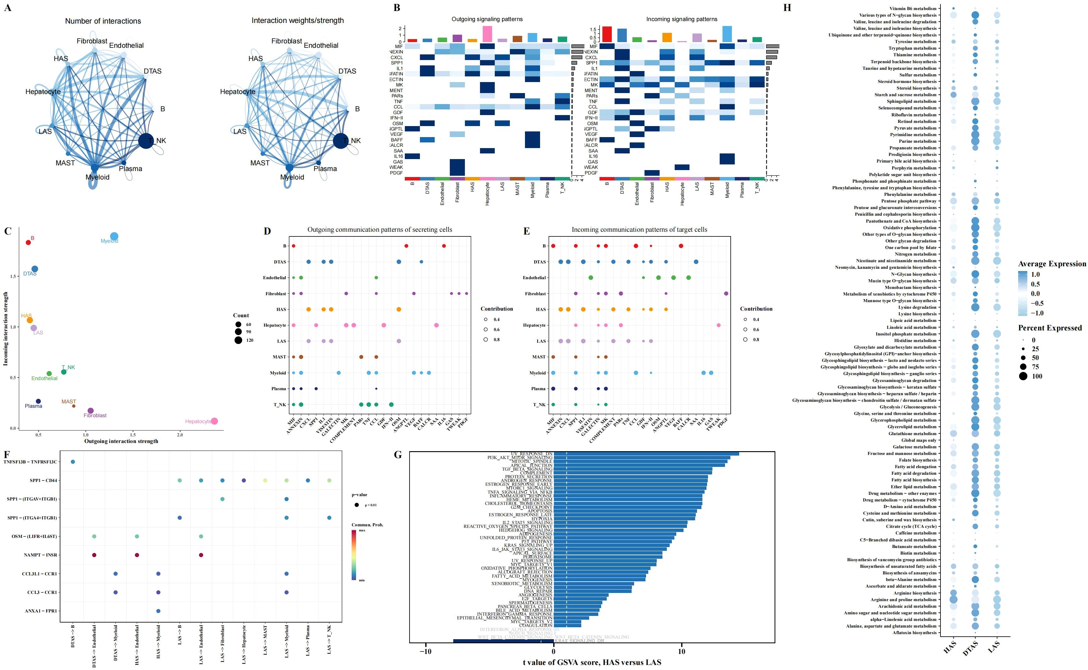 A multipanel scientific diagram illustrating cellular interactions and signaling patterns. Panel A shows network diagrams depicting the number and strength of cell interactions. Panel B displays heatmaps of outgoing and incoming signaling patterns. Panel C is a scatter plot showing interaction strength between cell types. Panel D and E present dot plots of communication patterns for secreting and target cells, respectively. Panel F shows a dot plot of signaling interactions among cells. Panel G features a bar chart comparing GSVA scores between HAS and LAS. Panel H is a bubble plot showing expression levels of various pathways, with bubble size indicating expression percentage.