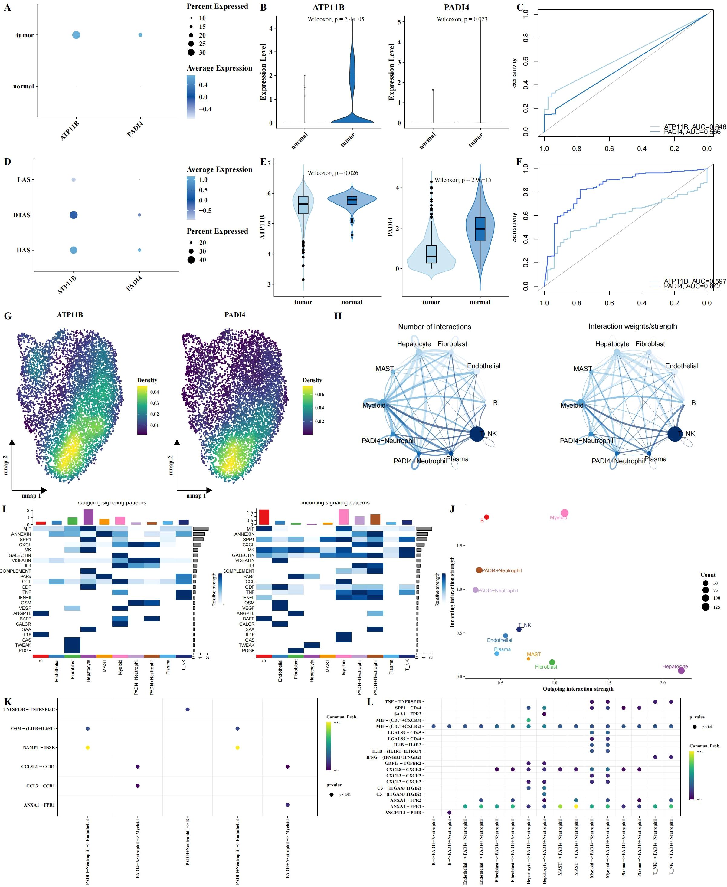 A series of visualizations related to gene expression analysis. Panel A shows a bubble plot comparing average expression and percent expressed for ATP11B and PAD14 in tumor and normal samples. Panel B features violin plots of expression levels for these genes with statistical significance annotated. Panel C displays ROC curves for model performance. Panel D includes a bubble plot similar to Panel A with LAS, DTAS, and HAS context. Panel E shows box and violin plots for LAS and DTAS contexts. Panel F presents additional ROC curves. Panel G contains UMAP density plots for ATP11B and PAD14. Panel H illustrates interaction networks depicting the number and strength of interactions between cell types. Panel I includes heatmaps of outgoing and incoming signaling patterns. Panel J is a scatter plot for interaction strength and count. Panel K shows dot plots of common pathways and significance, and Panel L includes additional dot plots for outgoing interaction strength with pathway annotations.