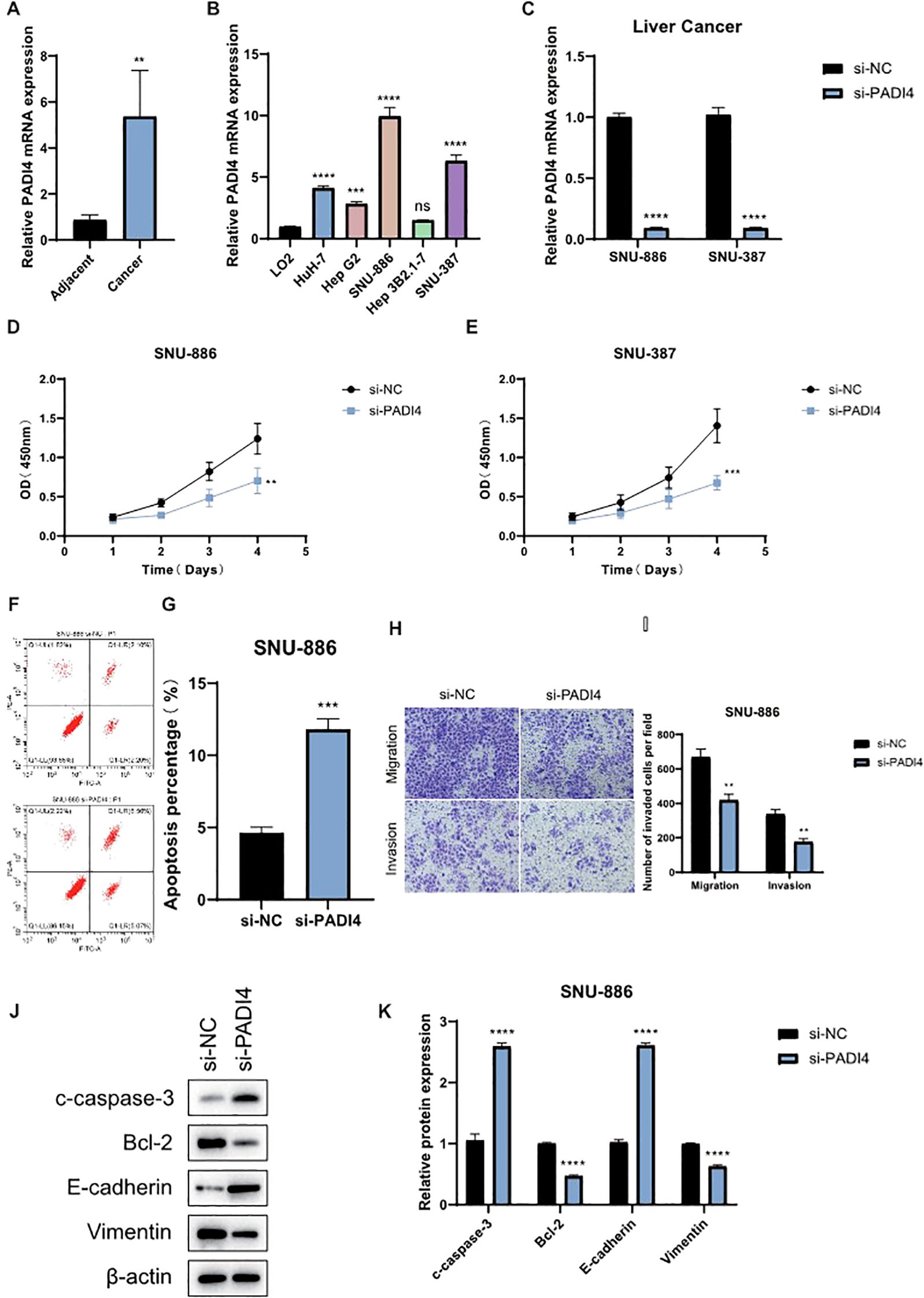 Graphs and charts illustrate the effects of si-PADI4 on various cancer-related parameters. (A) and (B) show increased PADI4 expression in cancer cells compared to adjacent cells and different liver cells. (C) depicts decreased PADI4 mRNA expression in liver cancer cells treated with si-PADI4. (D) and (E) show reduced cell proliferation in SNU-886 and SNU-387 cells with si-PADI4. (F) and (G) illustrate increased apoptosis in si-PADI4 treated SNU-886 cells. (H) displays reduced migration and invasion capabilities with si-PADI4. (J) and (K) demonstrate changes in protein expression, including c-caspase-3, Bcl-2, E-cadherin, and Vimentin, in the presence of si-PADI4.