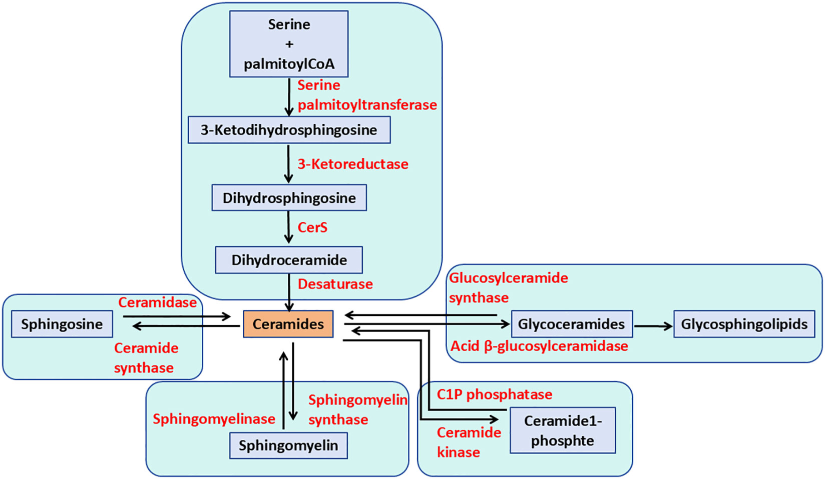Diagram of ceramide synthesis and metabolic pathways. Starting from serine and palmitoylCoA, catalyzed by enzymes like serine palmitoyltransferase, leading to intermediates such as 3-ketodihydrosphingosine and dihydroceramide. Ceramides interact with sphingomyelin, sphingosine, and glycoceramides, involving enzymes like sphingomyelinase and ceramide kinase. Pathway includes conversion to glycosphingolipids and ceramide 1-phosphate, highlighting enzyme actions such as glucosylceramide synthase and ceramide synthase.