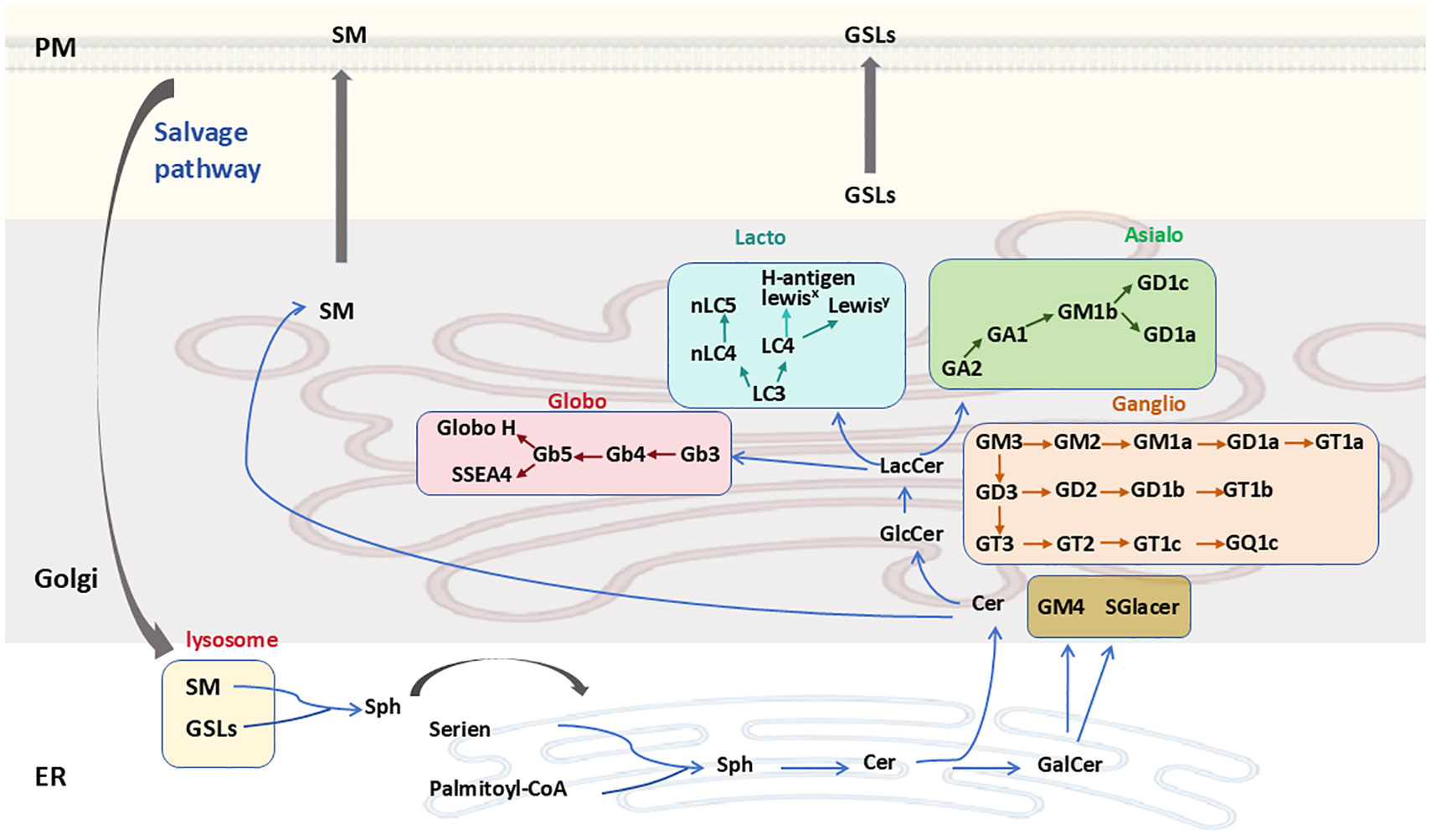 Diagram illustrating the biosynthesis and pathways of glycosphingolipids (GSLs), including the roles of the plasma membrane (PM), Golgi, endoplasmic reticulum (ER), and lysosome. It shows various GSLs like Lacto, Globo, Asialo, and Ganglio, with pathways denoted by arrows between them. Key components like SM, Sph, Cer, and GlcCer are interlinked, highlighting the salvage pathway and synthesis processes involving Palmitoyl-CoA and Serine.