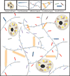 www.frontiersin.org