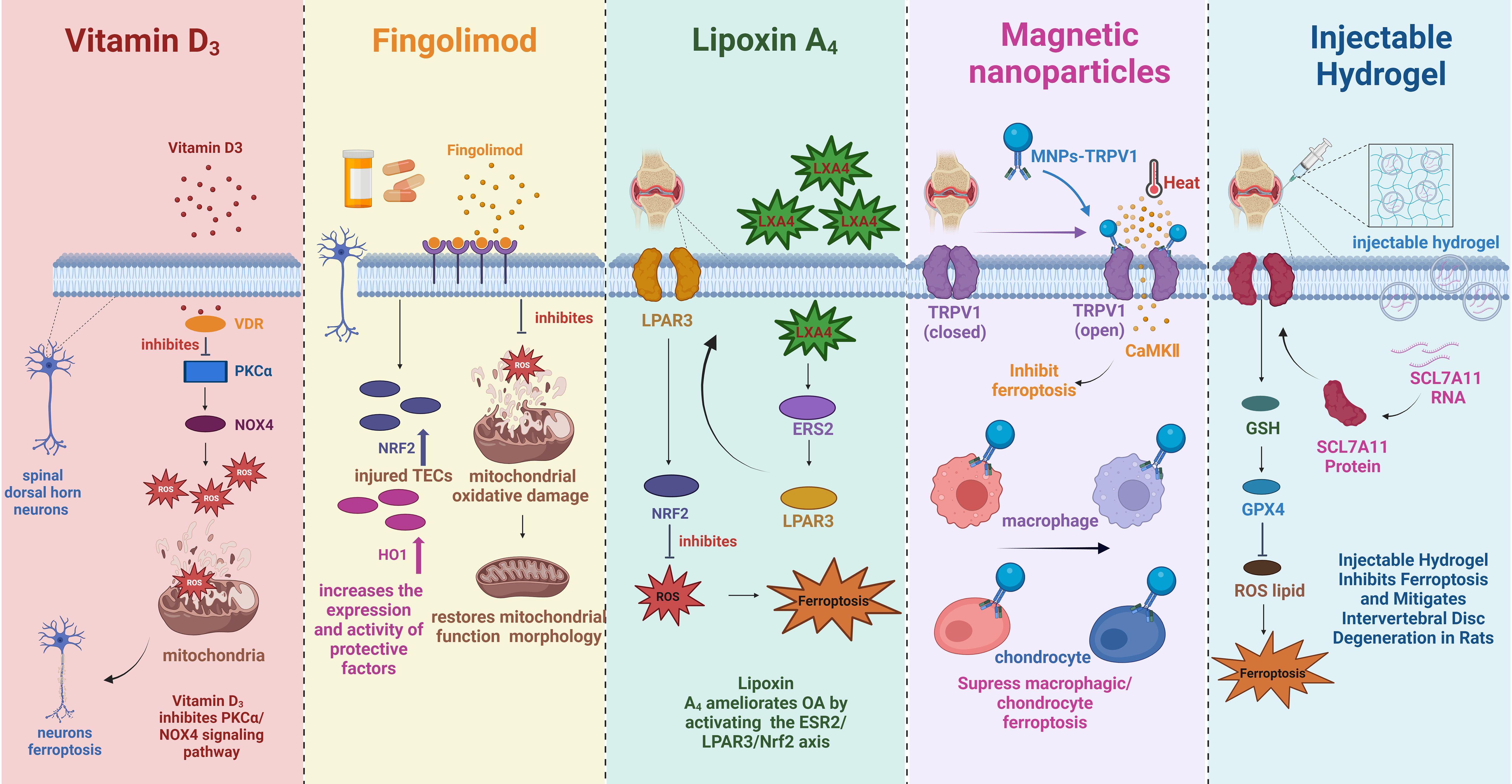 Illustration showing various methods to inhibit ferroptosis. Vitamin D₃ inhibits PKCα and NOX4 in spinal dorsal horn neurons. Fingolimod reduces mitochondrial oxidative damage, increasing protective factors in TECs. Lipoxin A₄ activates the ESR2/LPAR3/Nrf2 axis. Magnetic nanoparticles influenced by heat open TRPV1 channels to suppress ferroptosis. Injectable hydrogel with SCL7A11 inhibits ferroptosis in chondrocytes. Each method is depicted in separate panels with related molecules and pathways.