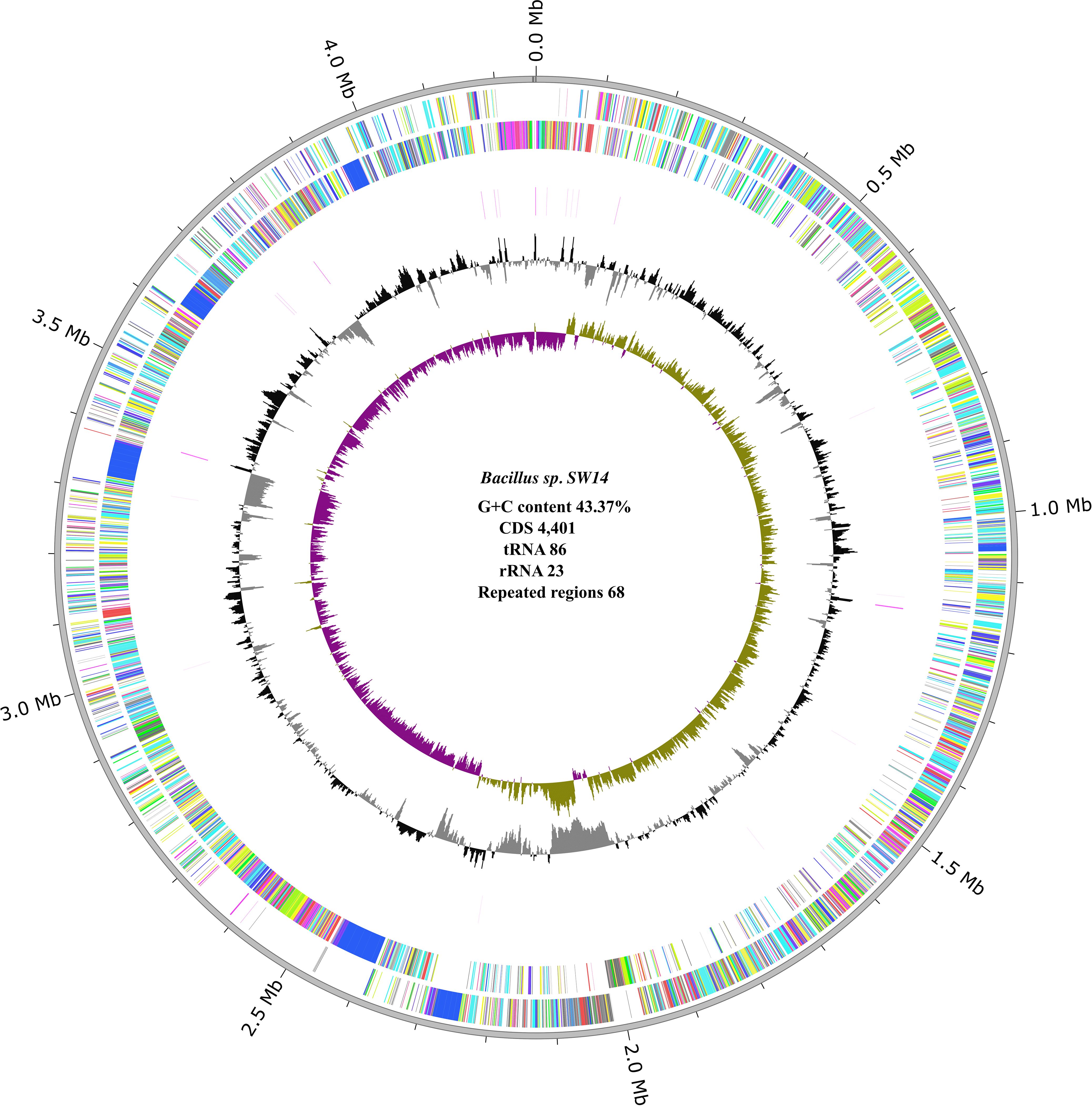 Circular genomic map of *Bacillus sp. SW14*, showing various features. Inner circles display G+C content and GC skew with plotted histograms. Outer rings indicate coding sequences (CDS), transfer RNA (tRNA), and ribosomal RNA (rRNA) regions. Text in the center notes 43.37% G+C content, 4,401 CDS, 86 tRNA, 23 rRNA, and 68 repeated regions. The map is labeled with megabase (Mb) positions.
