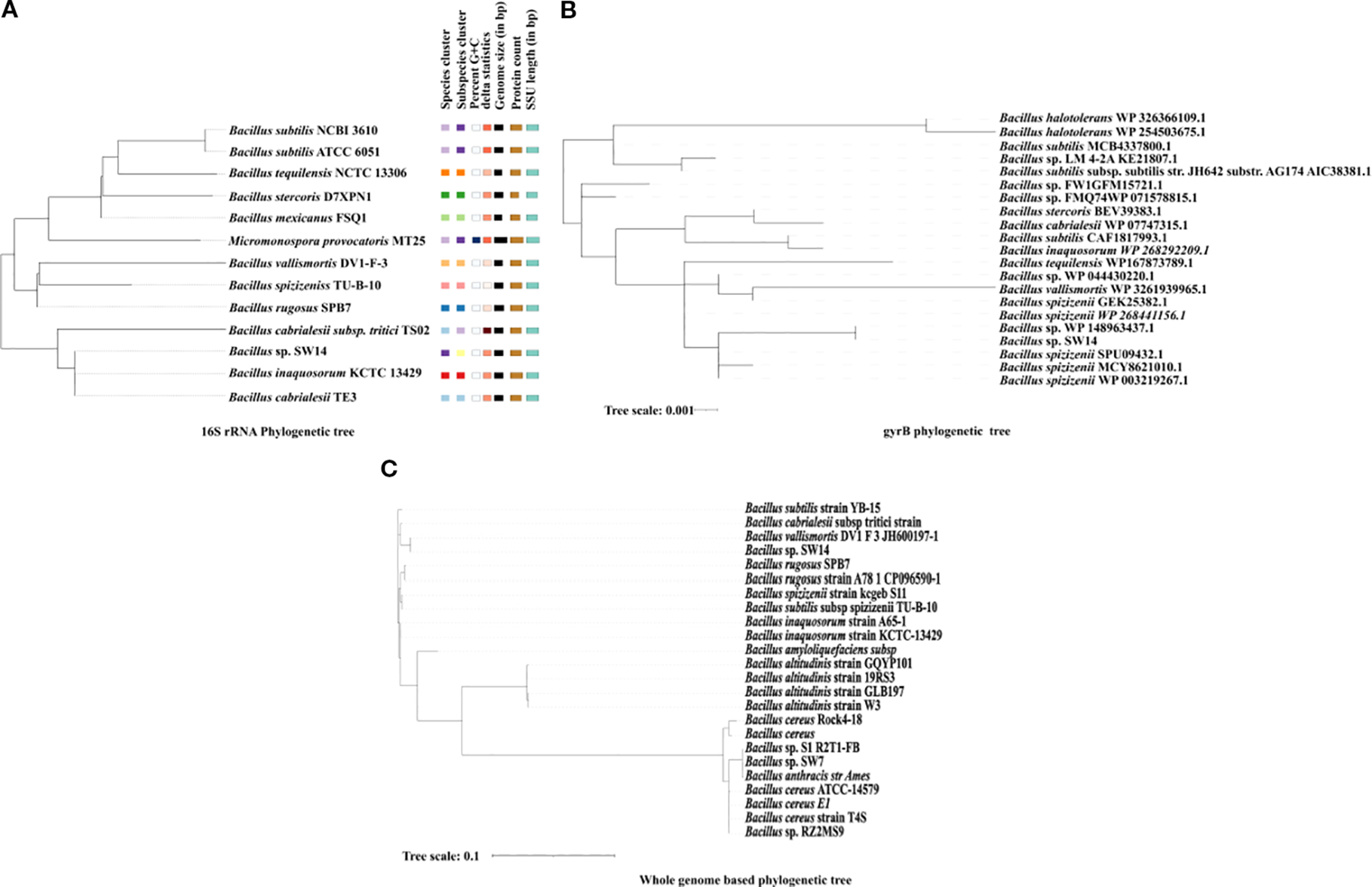 Three phylogenetic trees labeled A, B, and C are presented. A shows a 16S rRNA phylogenetic tree with associated species clusters, genome sizes, and delta statistics. B shows a gyrB phylogenetic tree, with a tree scale of 0.001. C displays a whole genome-based phylogenetic tree, with a tree scale of 0.1. Each tree lists various Bacillus species.