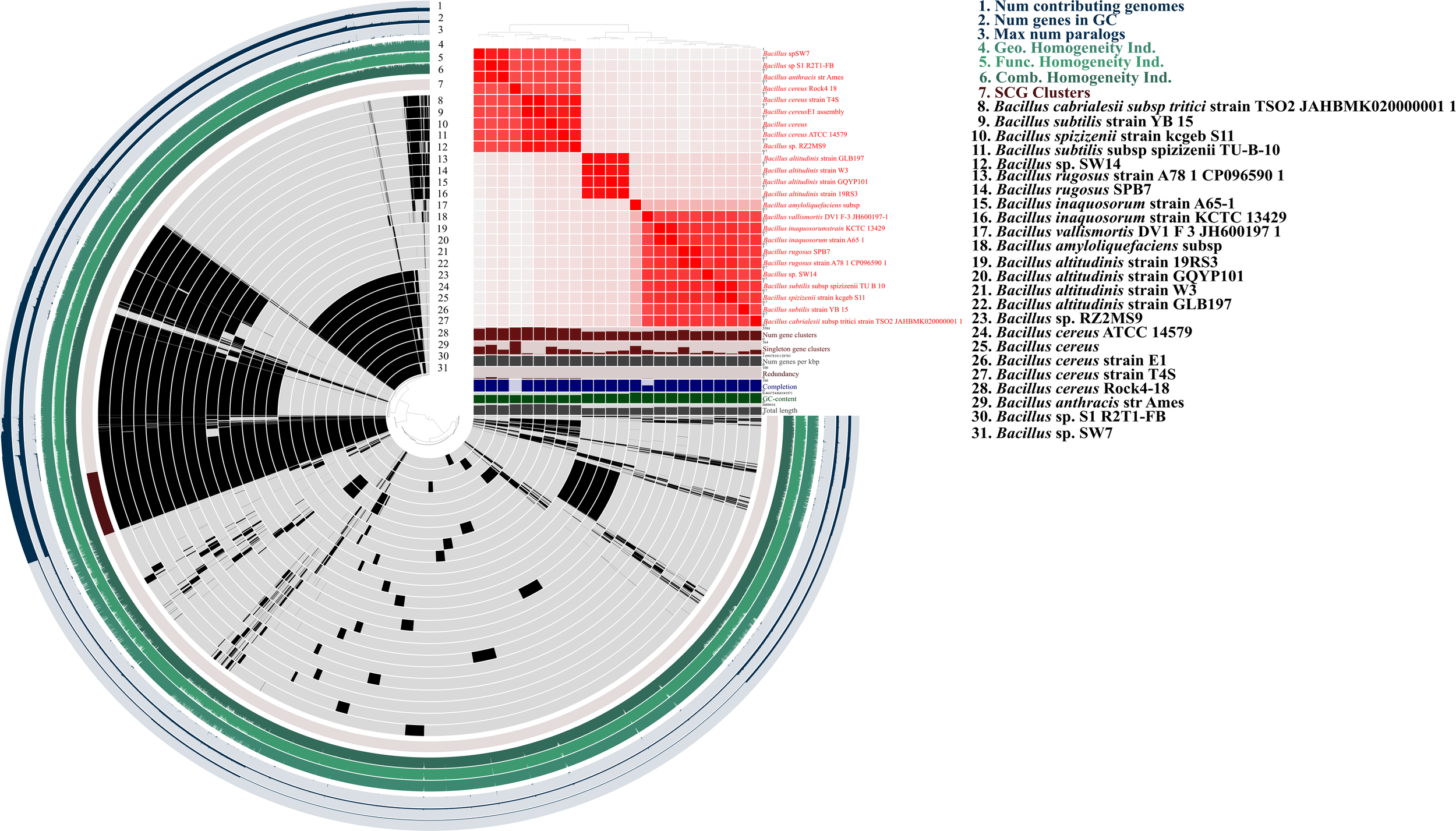 Circular Pangenome comparison chart depicting different Bacillus strains, with labeled arcs and black lines indicating genomic similarity. A heatmap beside it shows gene cluster homogeneity across various strains, shaded in red hues. A comprehensive strain list is provided on the right.