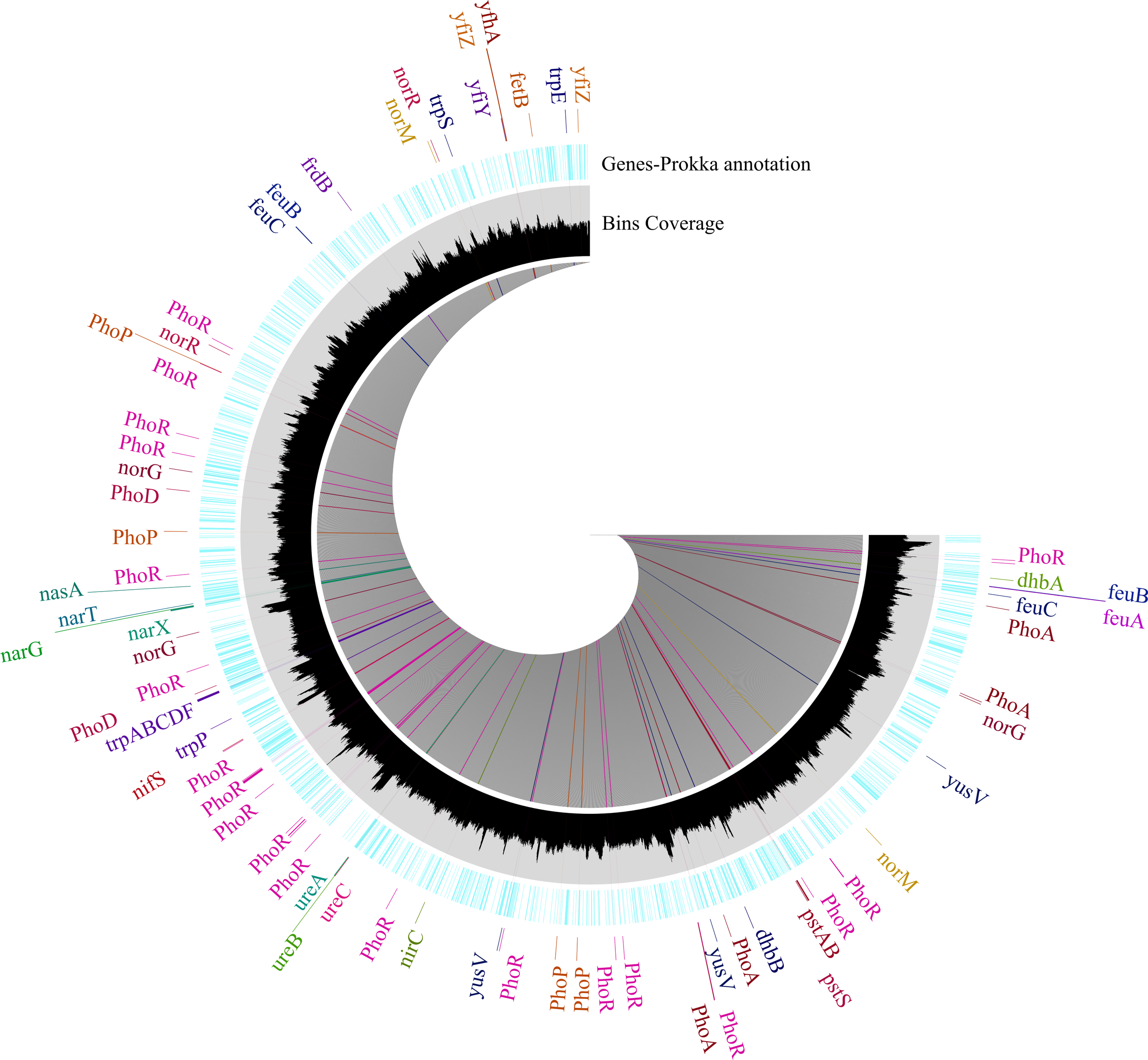 Circular chart showing genes from a prokka annotation in the outer ring. The inner ring represents bin coverage, uisng anvi'o genes like PhoR and norG. Varying colors differentiate gene types.