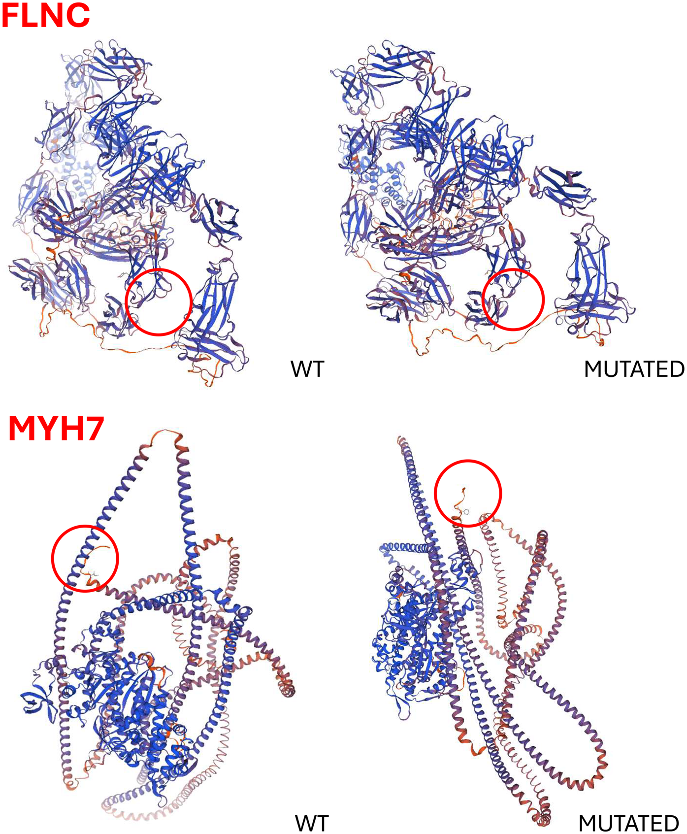 Two sets of protein structure diagrams labeled FLNC and MYH7. Each set shows a comparison between wild type (WT) and mutated forms. FLNC diagrams are complex structures with red circles highlighting specific regions. MYH7 diagrams feature spiral structures with red circles indicating differences. Blue and orange colors denote structural elements.