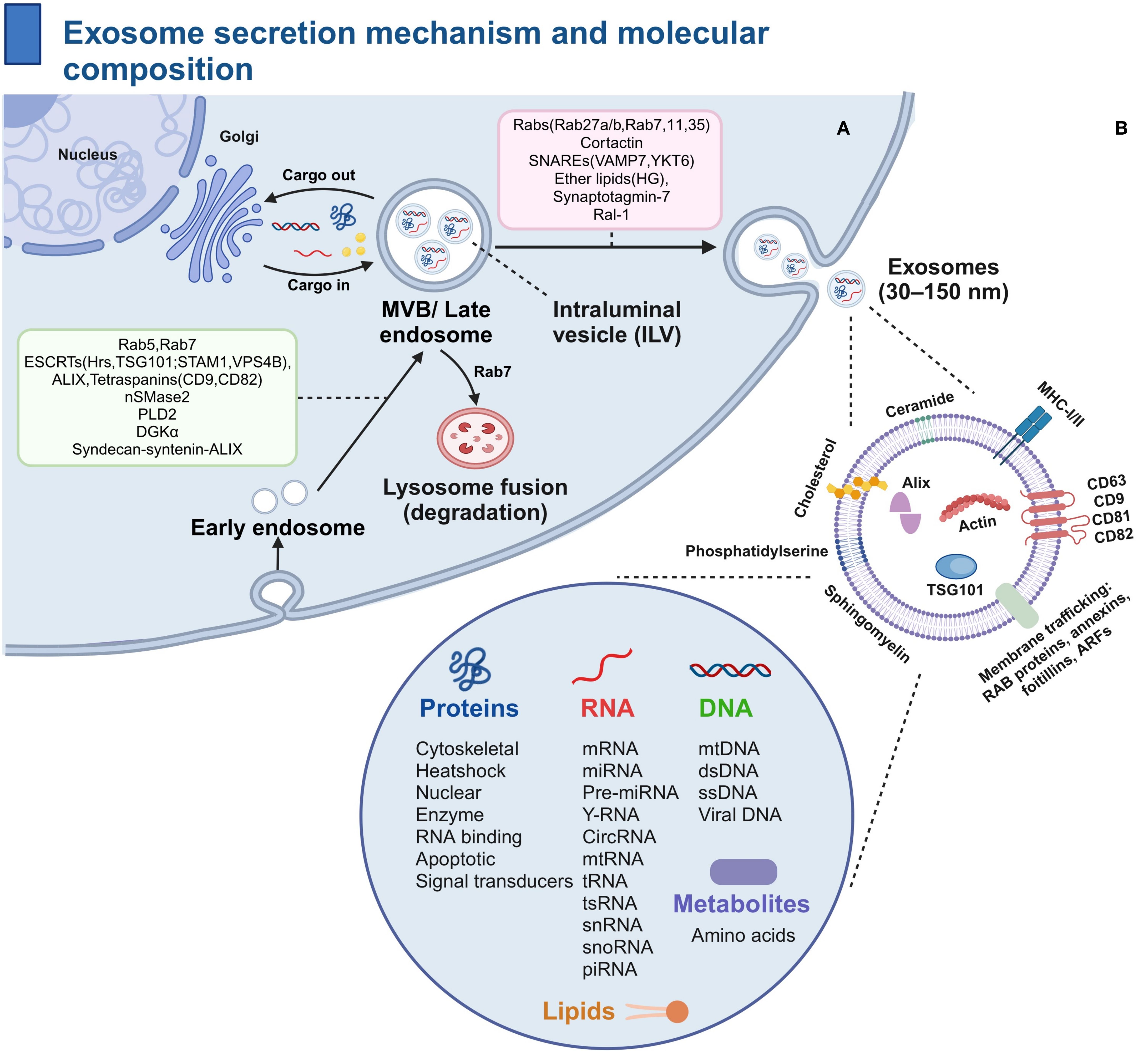 Diagram illustrating the exosome secretion mechanism and molecular composition. It shows processes from the nucleus, through the Golgi apparatus, to MVB and lysosome fusion, highlighting key proteins and molecules involved. Exosome structure is detailed with components like proteins, RNA, DNA, lipids, and metabolites. Molecules such as ceramide and proteins like Alix, TSG101, and tetraspanins (CD63, CD9, CD81, CD82) are specified.