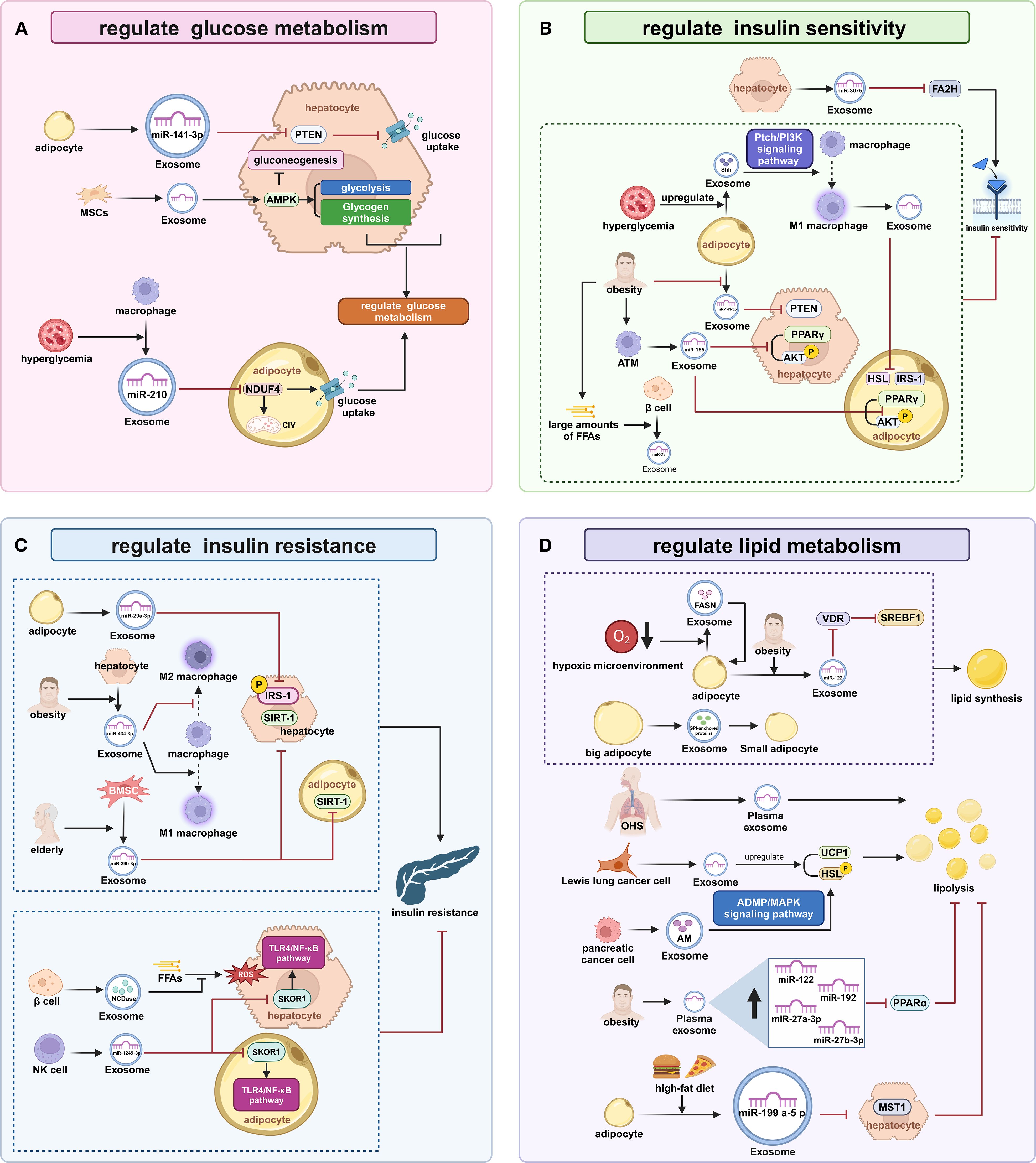 Diagram illustrating the regulation of metabolic processes. Panel A shows pathways regulating glucose metabolism, involving adipocytes, macrophages, and hepatocytes. Panel B presents mechanisms regulating insulin sensitivity, highlighting interactions between adipocytes and macrophages. Panel C details insulin resistance regulation, involving macrophage types and beta cells. Panel D depicts the regulation of lipid metabolism, showing the role of exosomes in lipolysis and lipid synthesis. Each panel uses arrows to indicate the flow of signals and effects, incorporating scientific terms like PTEN, PPARγ, and SREBF1 across different cell types and conditions such as obesity and hyperglycemia.