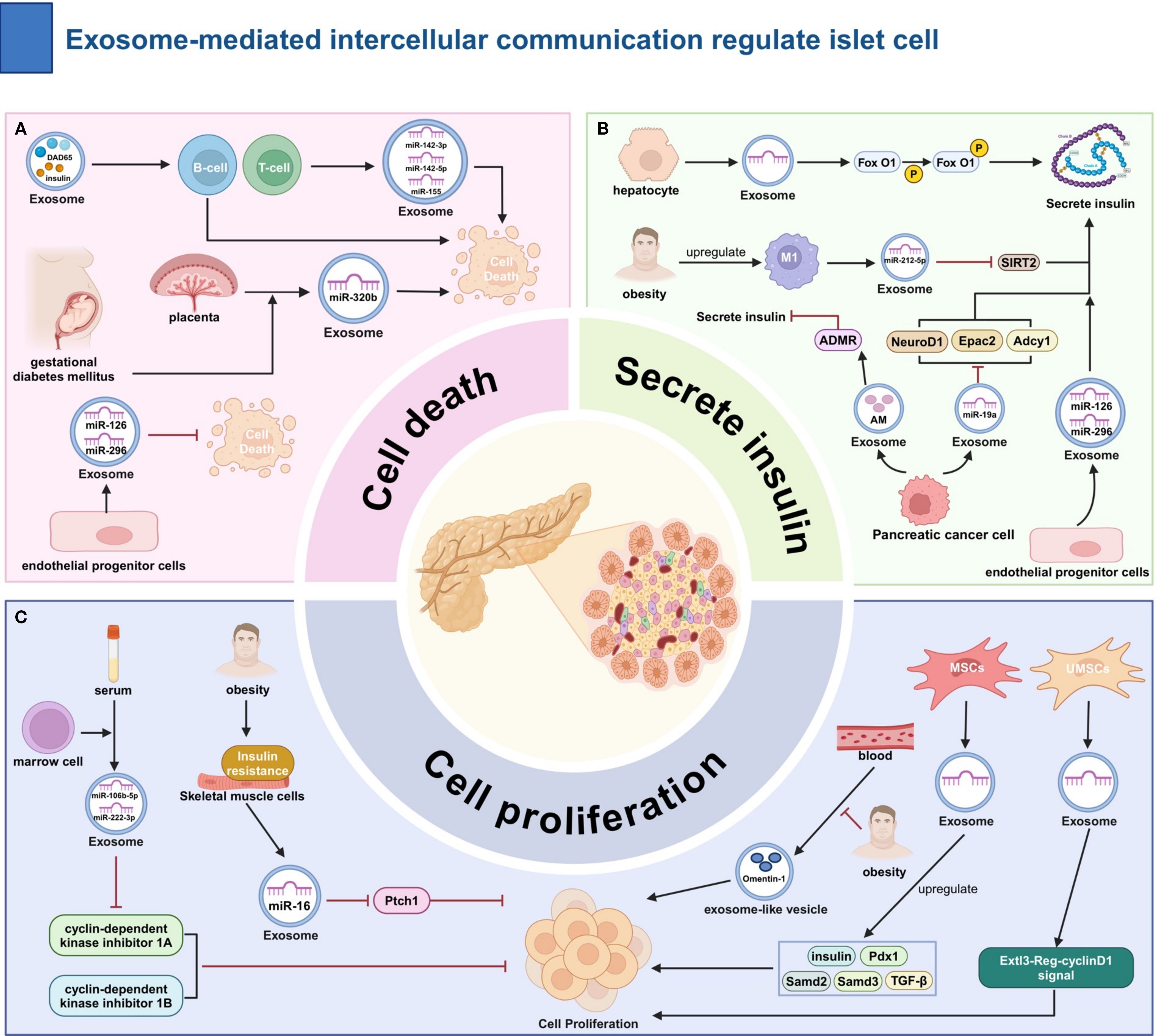 Diagram illustrating exosome-mediated intercellular communication in islet cell regulation, divided into three processes: cell death, insulin secretion, and cell proliferation. Panel A shows exosomes influencing cell death via B-cells, T-cells, placenta, and endothelial progenitor cells. Panel B focuses on insulin secretion, highlighting hepatocytes, pancreatic cancer cells, and obesity’s role, involving molecules like FoxO1 and SIRT2. Panel C describes cell proliferation influenced by serum, marrow cells, and obesity, with pathways involving cyclin-dependent kinase inhibitors. Center depicts a pancreas with highlighted islet cells.