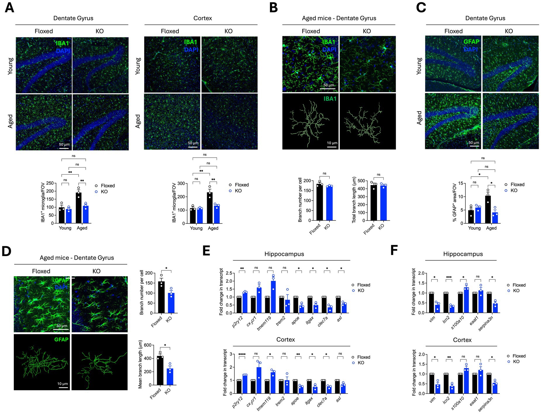Scientific figures illustrating immunofluorescence images and data from brain tissue studies. Panels A, B, C, and D show images of the dentate gyrus and cortex labeled with IBA1 and GFAP, comparing floxed and knockout (KO) mice, young versus aged. Panels include bar graphs depicting IBA1-positive microglia per field of view, GFAP percentage area, branch number per cell, and branch length, with statistical notations. Panels E and F show bar graphs of transcript fold changes in hippocampus and cortex for various genes, comparing floxed and KO mice, with statistical significance indicated.
