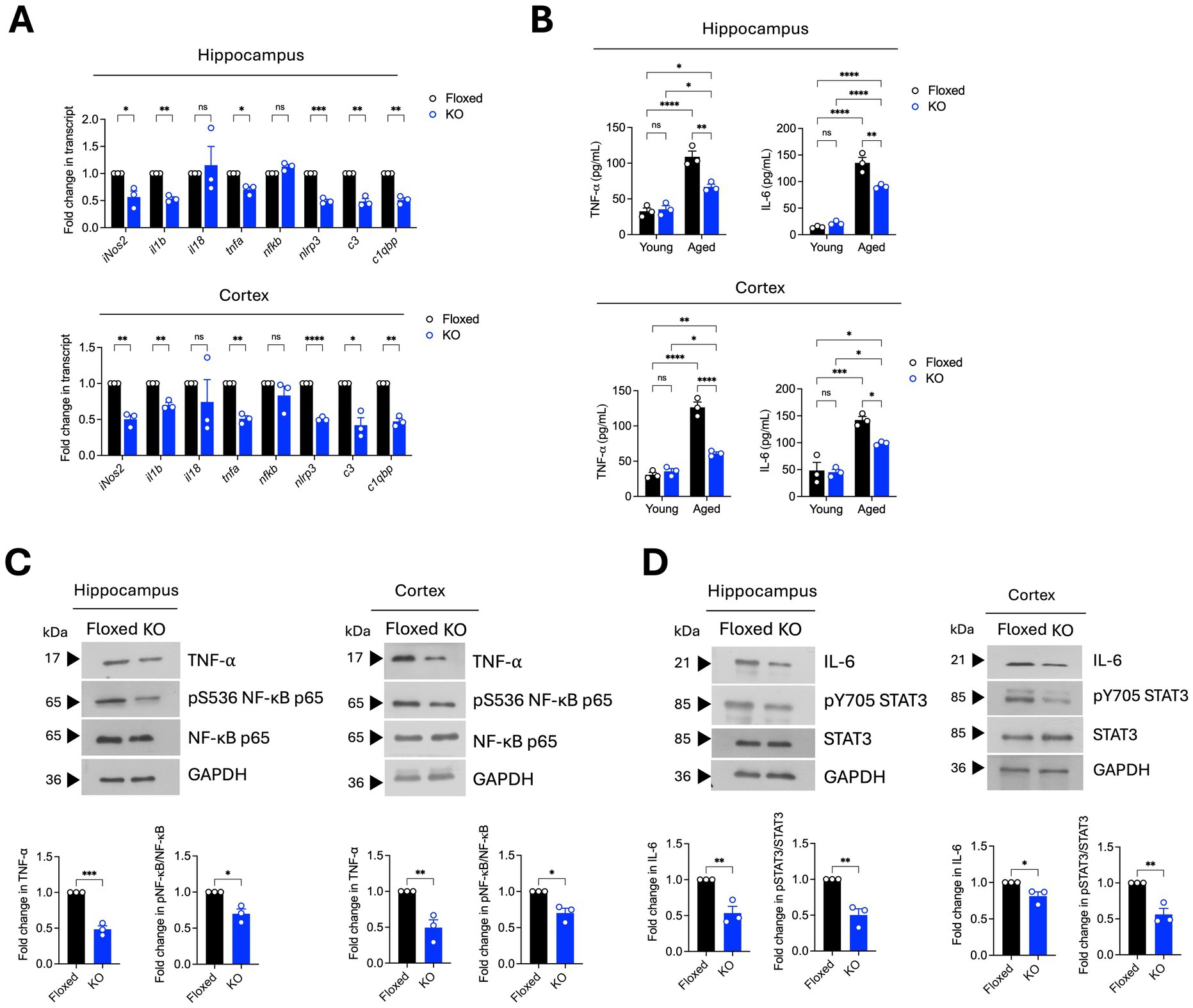 Graphs and blots comparing inflammatory markers in floxed and knockout (KO) mice in hippocampus and cortex. Panel A shows fold changes in gene transcripts. Panel B displays cytokine levels in young and aged groups. Panels C and D present Western blots for TNF-α, IL-6, and related proteins, with corresponding fold change graphs below. Statistical significance is indicated with asterisks.