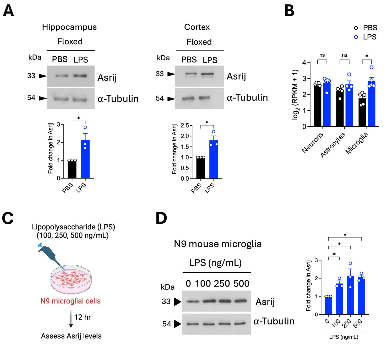 Figure A shows Western blot analysis and bar graphs indicating fold change in Asrij protein expression in hippocampus and cortex tissues treated with PBS or LPS. Figure B presents a bar graph illustrating log2(RPKM +1) values comparing neurons, astrocytes, and microglia after PBS or LPS treatment, with a significant increase in microglia. Figure C is a diagram showing the treatment of N9 microglial cells with varying concentrations of LPS for 12 hours to assess Asrij levels. Figure D shows Western blot analysis and a bar graph of fold change in Asrij expression in N9 mouse microglia after treatment with different LPS concentrations.