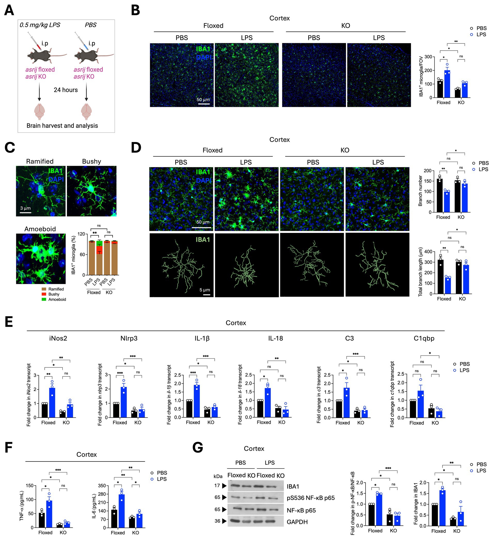 Illustration showing experimental data assessing LPS treatment effects in floxed and KO mice models. Panel A describes the study setup using PBS and LPS treatments. Panel B includes IBA1-stained images showing microglia in the cortex, with a bar graph indicating significant differences in microglia density. Panel C highlights microglia morphology differences with a chart on microglia types. Panel D shows microglia structure and branching differences with supportive graphs. Panel E presents gene expression changes in inflammatory markers. Panel F measures TNF and IL-6 levels. Panel G shows Western blot results for protein expression levels and related bar graphs.