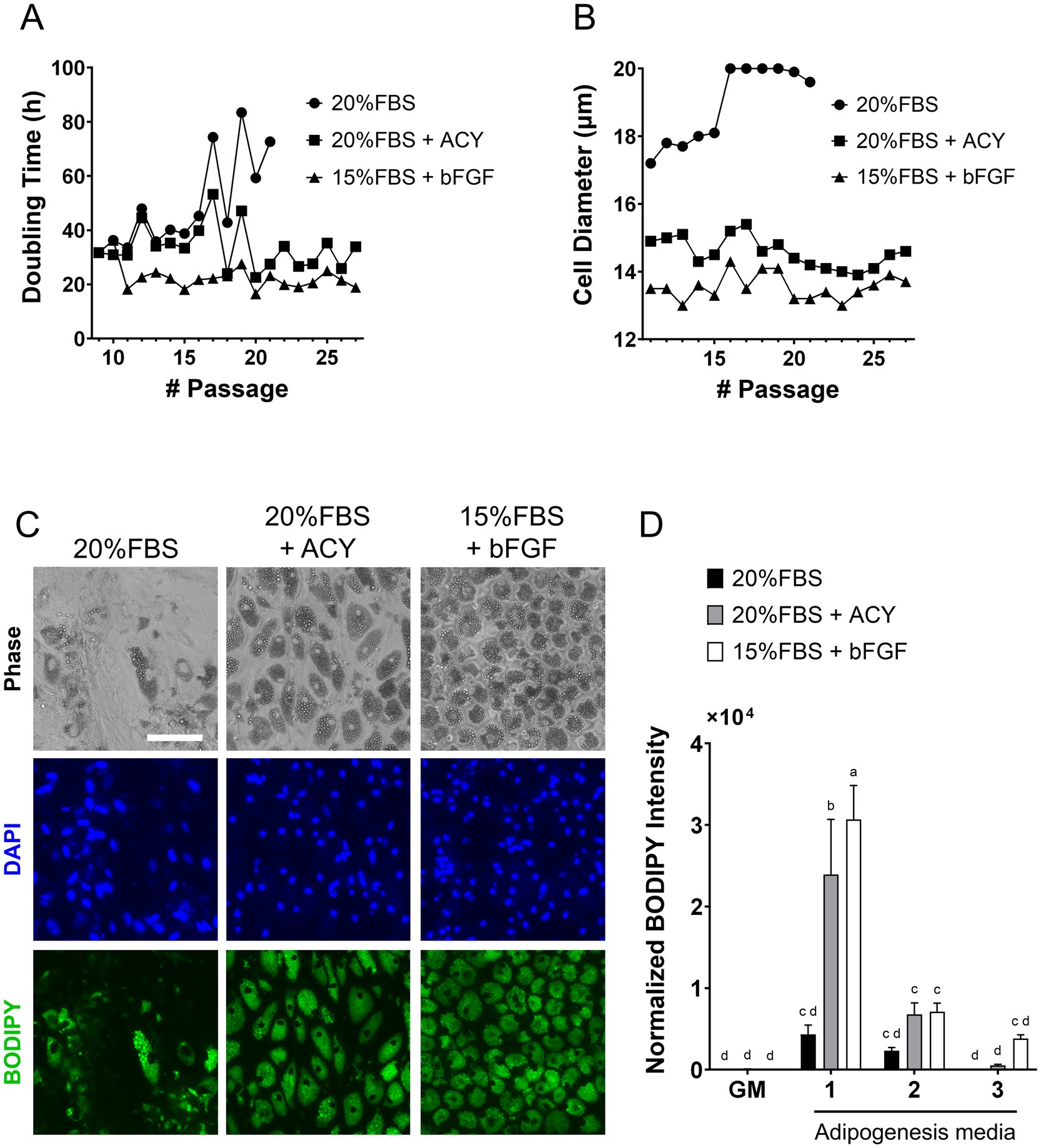 Graphs and images depict cell growth and characteristics under different conditions. **A.** Line graph shows cell doubling time across passages for three conditions: 20% FBS, 20% FBS with ACY, and 15% FBS with bFGF which were induced adipogenesis using Adipogenesis Media1. **B.** Line graph illustrates cell diameter over passages for the same conditions. **C.** Microscopy images compare cell morphology, DAPI staining, and BODIPY fluorescence under the conditions: 20% FBS, 20% FBS with ACY, and 15% FBS with bFGF. **D.** Bar graph shows normalized BODIPY intensity in different adipogenesis media stages, indicating variations among the conditions.