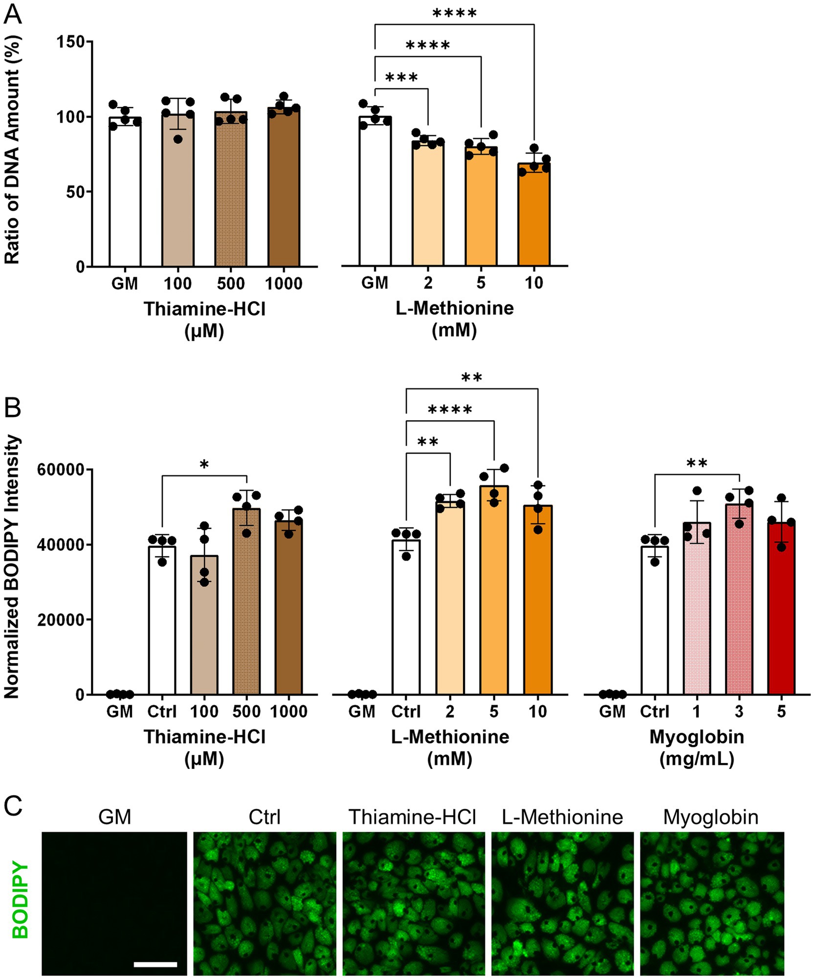 Bar graphs and microscopy images depict the effects of Thiamine-HCl, L-Methionine, and Myoglobin on DNA amount and BODIPY intensity. (A) Bar graphs show DNA ratios for Thiamine-HCl and L-Methionine, with significant differences indicated by asterisks. (B) Bar graphs of BODIPY intensity display asterisks for significance across treatments, with values for Thiamine-HCl, L-Methionine, and Myoglobin. (C) Microscopy images exhibit BODIPY staining under different treatments: GM, control, Thiamine-HCl, L-Methionine, and Myoglobin. Scale bar included.
