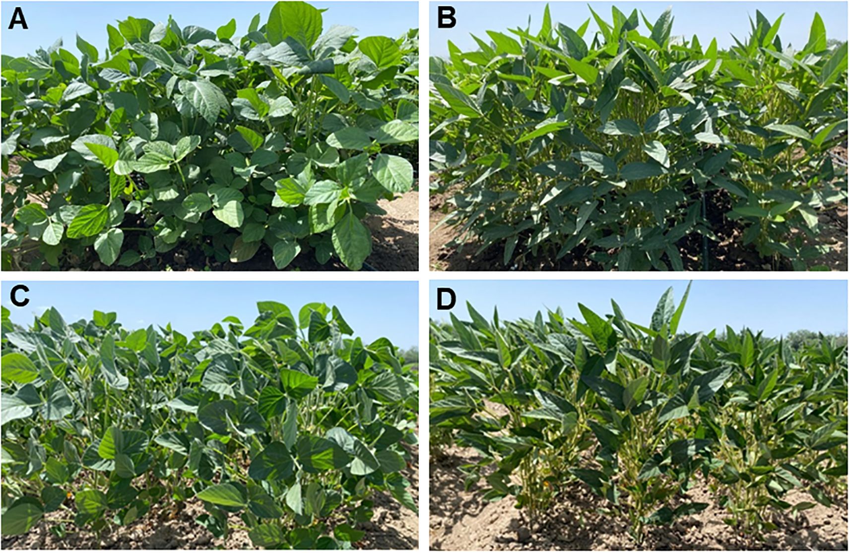 Four images labeled A, B, C, and D show different soybean plants under various conditions. Each plant features vibrant green leaves, but they vary in density and height. Image A displays a dense bushy plant, while B shows a taller, thinner plant. Image C features moderately dense soybean plants, and D depicts tall, sparse plants, all set against a clear sky.