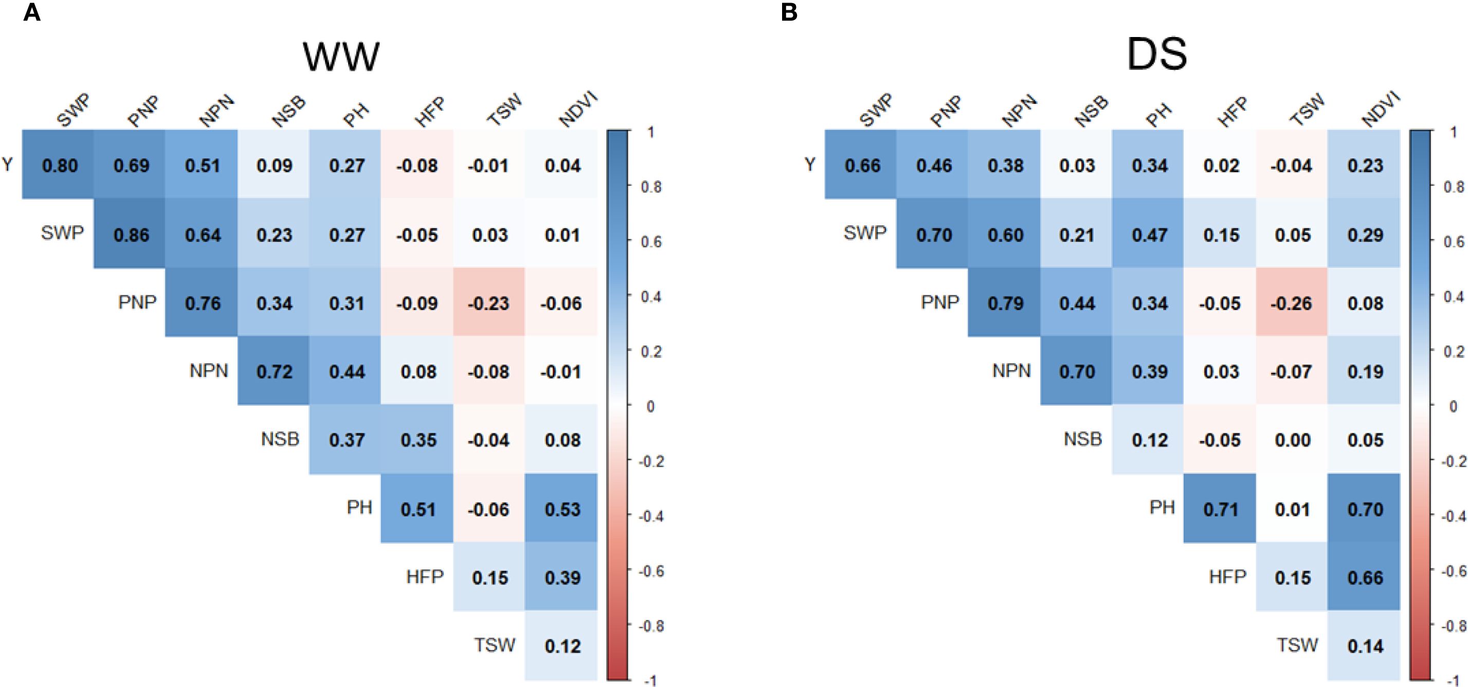 Two triangular correlation matrices labeled A and B. A is labeled “WW” with values ranging from -0.23 to 0.86, showing high correlations in darker blue and low correlations in light shades. B is labeled “DS” with similar value ranges, colors, and correlation patterns. Both matrices use a color scale for correlation strength and include variables Y, SWP, PNP, NPN, NSB, PH, HFP, TSW, and NDVI.
