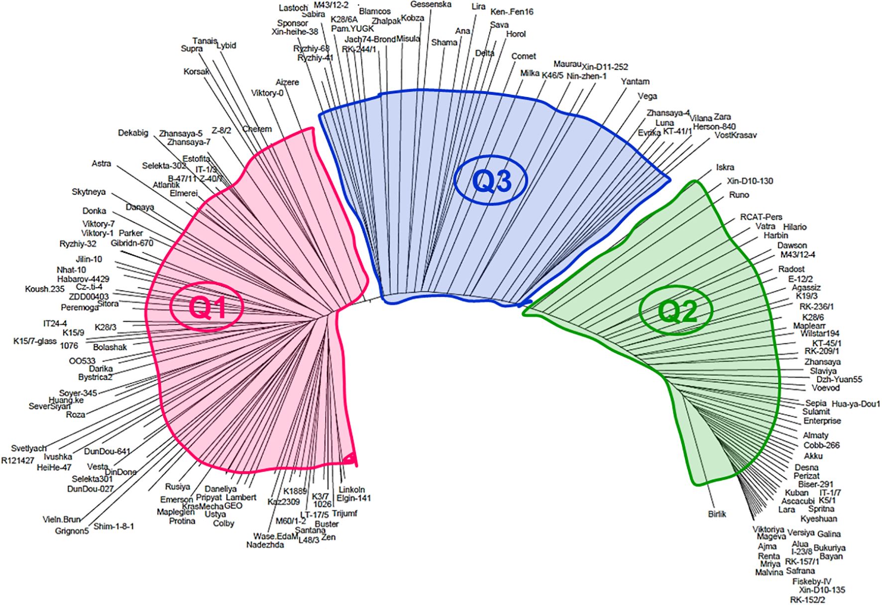 Radial phylogenetic tree displaying three quadrants labeled Q1, Q2, and Q3. Q1 is shaded red, Q2 green, and Q3 blue. Numerous labeled branches extend from each quadrant, representing different entries or species.