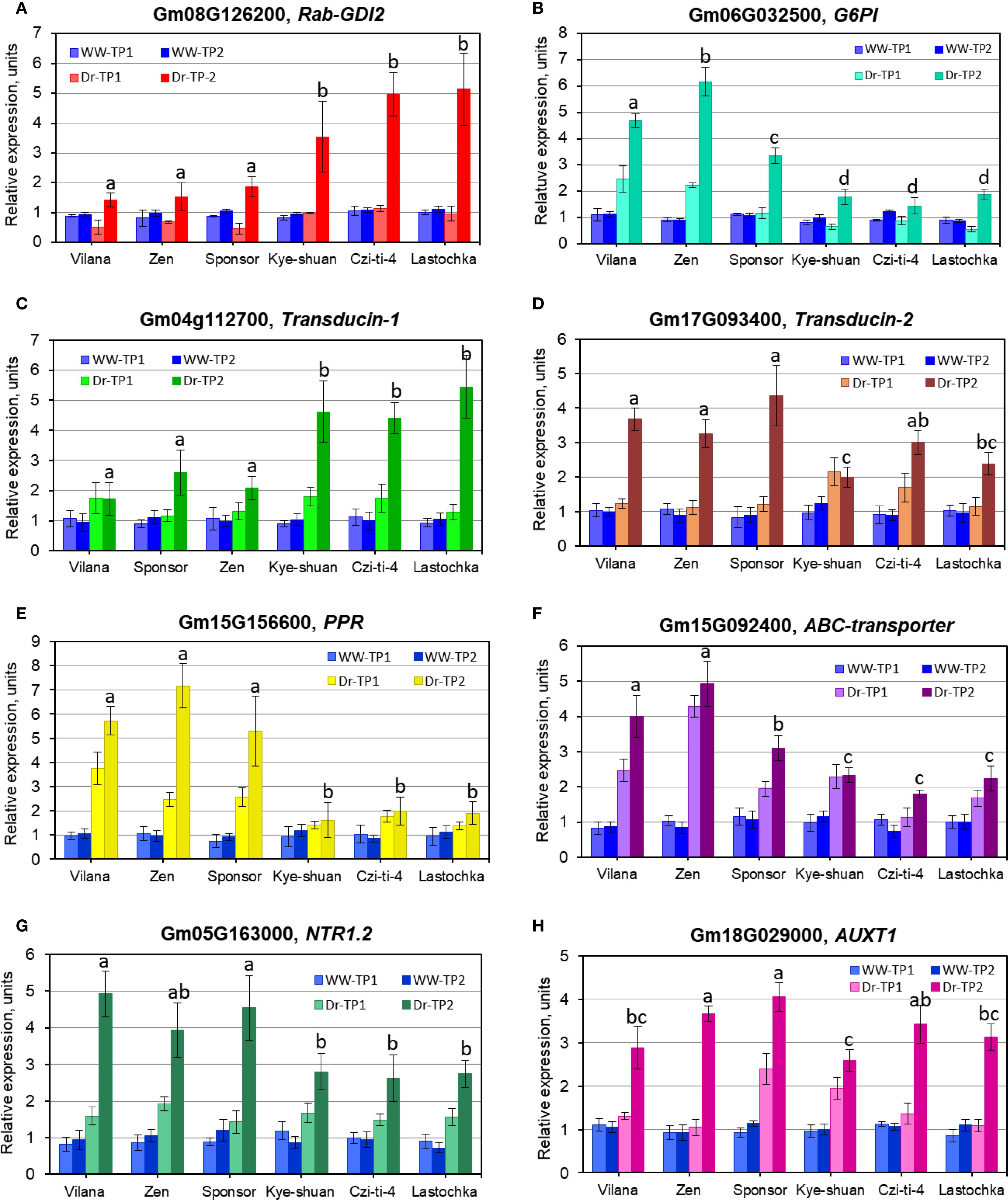 Graphs showing the relative expression units of different genes across various cultivars: A) Rab-GDI2, B) G6PI, C) Transducin-1, D) Transducin-2, E) PPR, F) ABC-transporter, G) NTR1.2, H) AUX1. Each graph compares expression under different conditions WW-TP1, WW-TP2, Dr-TP1, Dr-TP2, across cultivars Vilana, Zen, Sponsor, Kye-shuan, Czi-ti-4, and Lastochka. Letters indicate statistically significant differences.