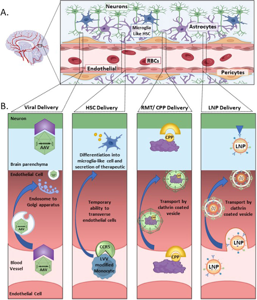 Diagram illustrating brain drug delivery methods. Panel A shows brain anatomy with neurons, microglia, astrocytes, endothelial cells, RBCs, and pericytes. Panel B compares four delivery methods: Viral (AAV within brain parenchyma), HSC (microglia differentiation and therapeutic secretion), RMT/CPP (clathrin-coated vesicle transport), and LNP (clathrin-coated vesicle transport). Each method has distinct pathways and mechanisms for bypassing the blood-brain barrier.