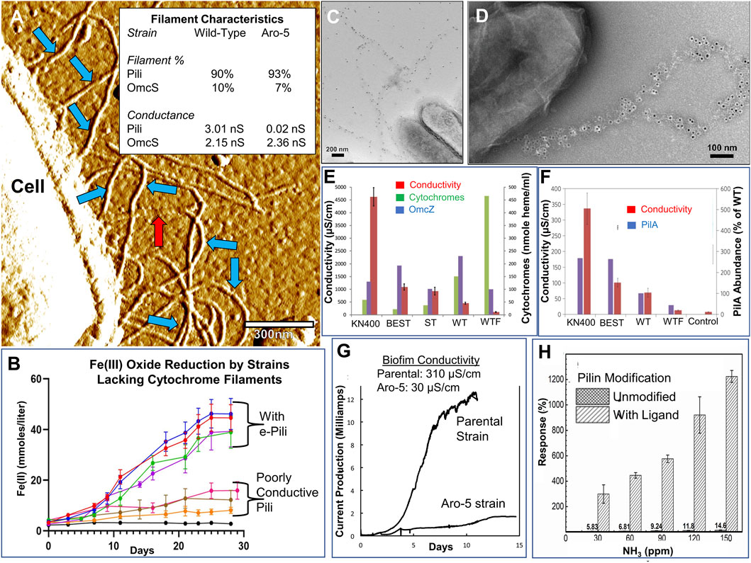 Composite image of scientific data including: A) Microscopic view of cell filaments with a chart showing filament characteristics for wild-type and Aro-5 strains; B) Graph of Fe(III) oxide reduction over 30 days comparing pili types; C) Electron micrograph close-up; D) Electron micrograph of filaments; E and F) Bar charts of conductivity, cytochrome, and PiiA abundance across various strains; G) Graph comparing biofilm conductivity between parental and Aro-5 strains over days; H) Bar chart showing pilin modification response at different ammonia concentrations.