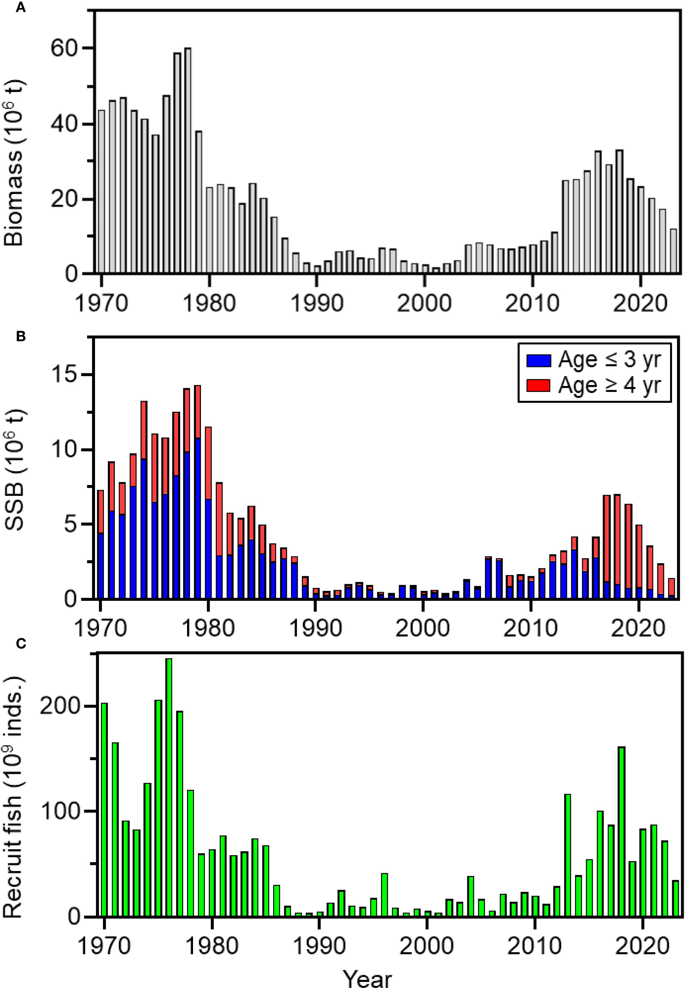 Three bar graphs depicting fish population data from 1970 to 2023. Graph A shows biomass, peaking around 1980 then declining, with a rise post-2010. Graph B illustrates spawning stock biomass (SSB) by age, with blue for fish aged three years or less and red for those four years or more. It follows a similar trend to biomass. Graph C displays the number of recruit fish, with a significant peak around 1980 and a smaller increase post-2010.