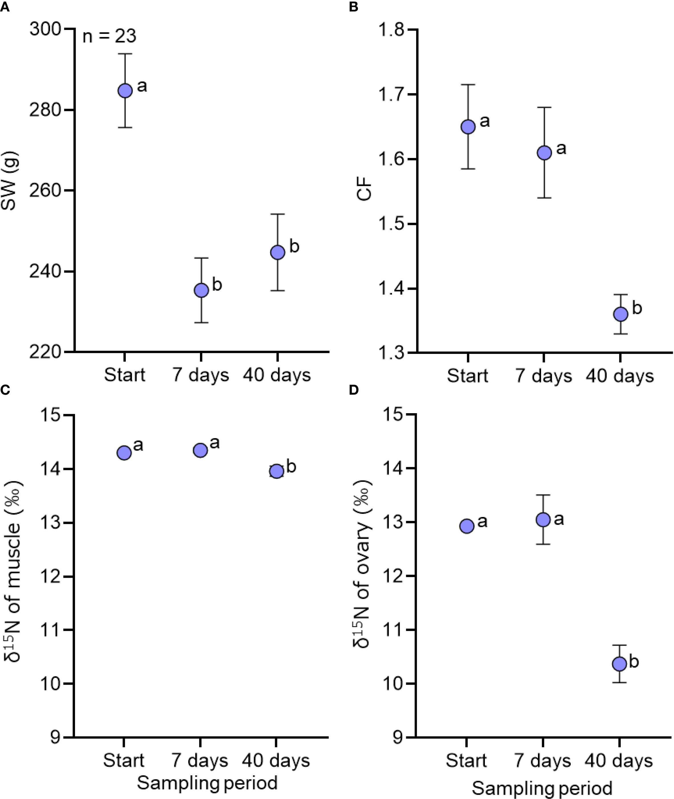 Four scatter plots labeled A to D, each showing data over a sampling period of start, 7 days, and 40 days. Plot A: SW (g) decreases, marked as “a” at start and “b” at later days. Plot B: CF fluctuates, with “a” on start and 7 days, “b” at 40 days. Plot C: δ¹⁵N of muscle initially stable, labeled “a,” decreases by 40 days, labeled “b.” Plot D: δ¹⁵N of ovary decreases from “a” at start and 7 days to “b” at 40 days. Error bars indicate variability in measurements.