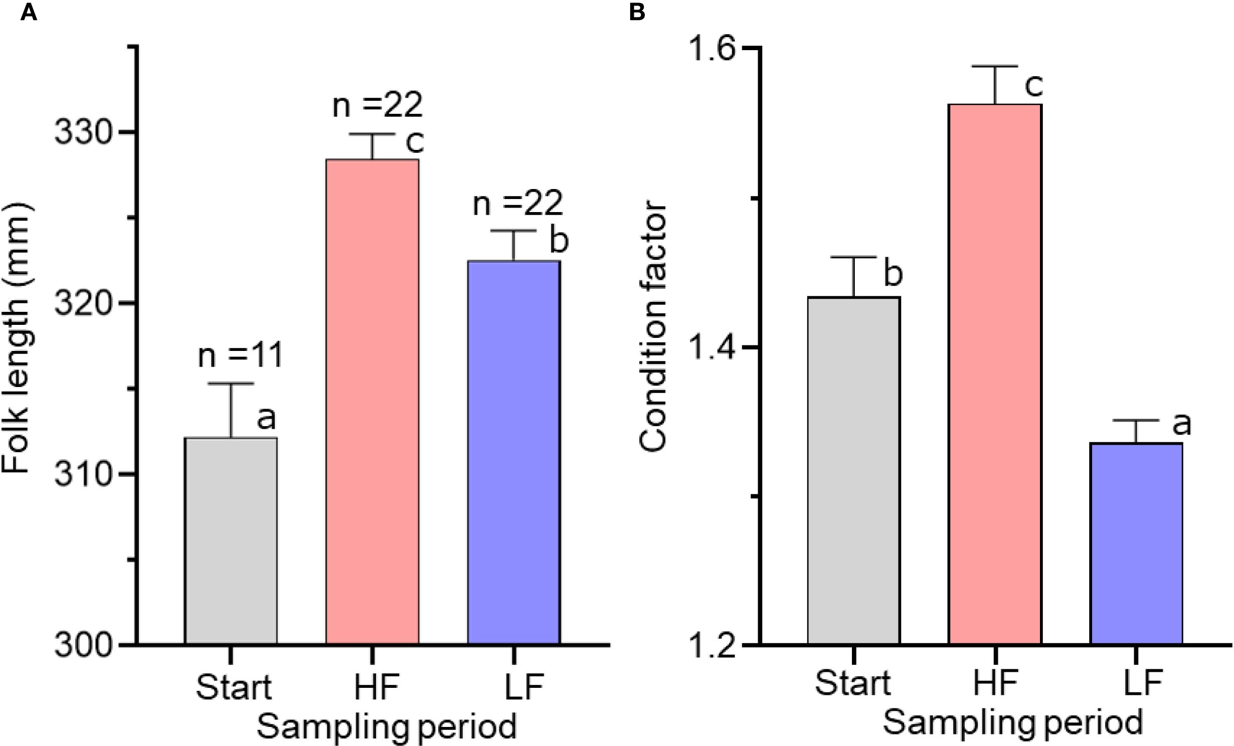 Bar charts comparing folk length and condition factor across different sampling periods labeled Start, HF, and LF. Chart A shows the highest folk length at HF (n=22), followed by LF (n=22) and Start (n=11). Chart B shows the highest condition factor at HF, followed by Start and LF. Bars include error bars and are color-coded: Start (gray), HF (red), LF (blue). Letters above bars indicate statistical significance differences.