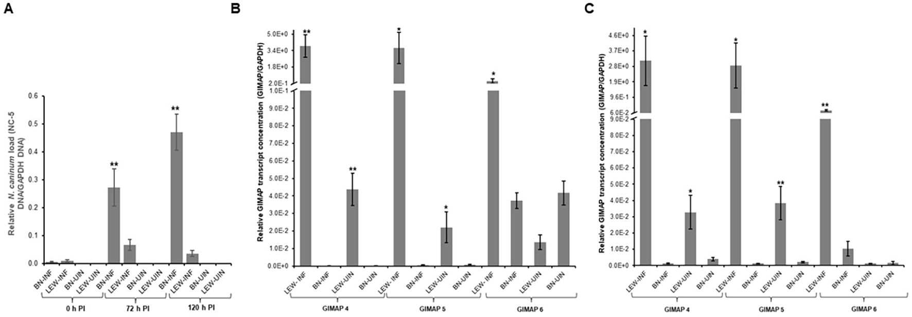 Bar graphs labeled A, B, and C show data on relative N. caninum DNA load and GIMAP transcript concentrations. A displays DNA load at 0, 72, and 120 hours post-infection (PI) for different treatments. B and C show relative GIMAP transcript concentrations for GIMAP 4, 5, and 6, comparing different treatment groups, with variations marked by asterisks indicating statistical significance. Bars are paired with error lines.