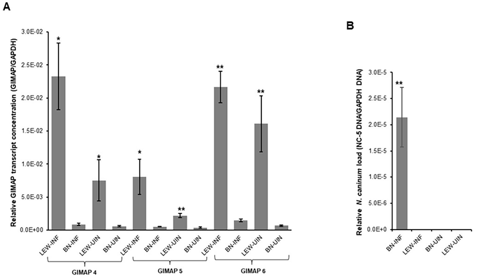 Bar graphs showing relative transcript concentration and pathogen load. Chart A displays GIMAP transcript levels (GIMAP4, GIMAP5, GIMAP6) across LEW-INF, BN-INF, LEW-UIN, BN-UIN groups. Chart B shows relative *N. caninum* load for the same groups. Significant differences are marked with asterisks.