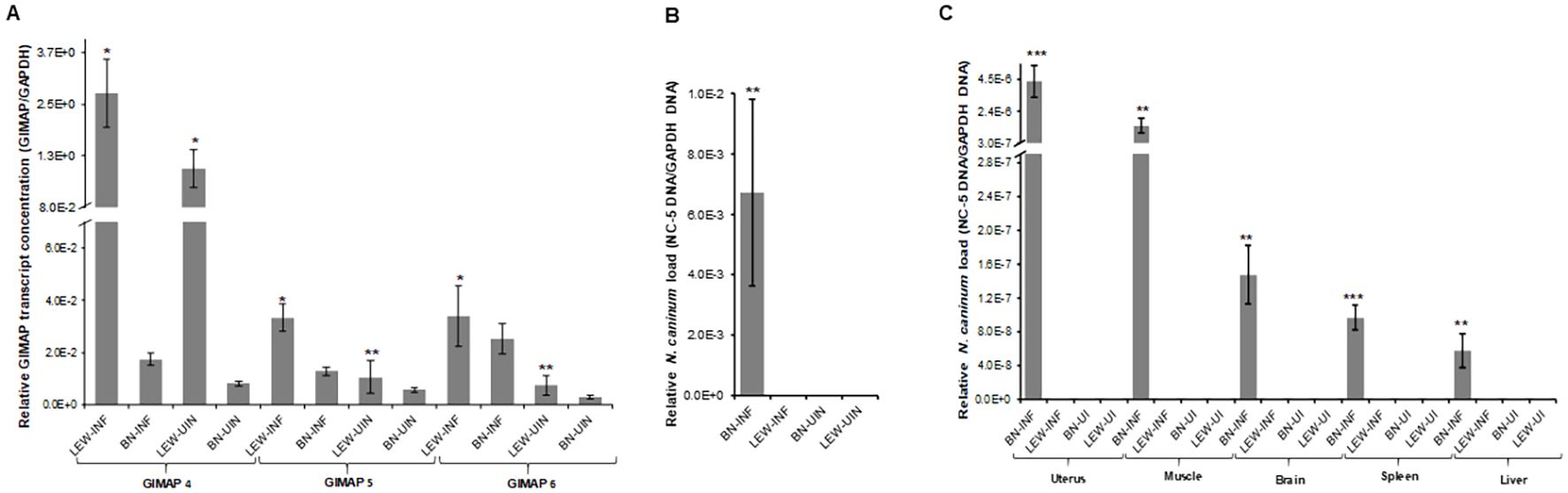 Bar charts show relative GMAP transcript concentration and N. caninum load. Panel A compares GMAP 4, 5, and 6 concentrations across different conditions. Panel B depicts N. caninum load in LEW-NF and BN-INF. Panel C details load across organs including uterus, muscle, and liver, with significant differences marked. Error bars indicate variability.