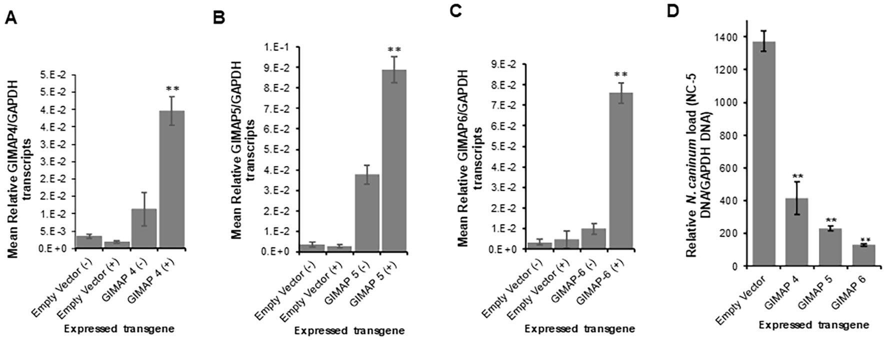 Bar charts labeled A to D depict expression levels of GIMAP4, GIMAP5, GIMAP6 transcripts relative to GAPDH, and N. caninum load respectively. Each chart compares empty vector controls and positive transgene samples, with significant increases in expression shown for GIMAP transgenes and decreased N. caninum load in GIMAP samples.