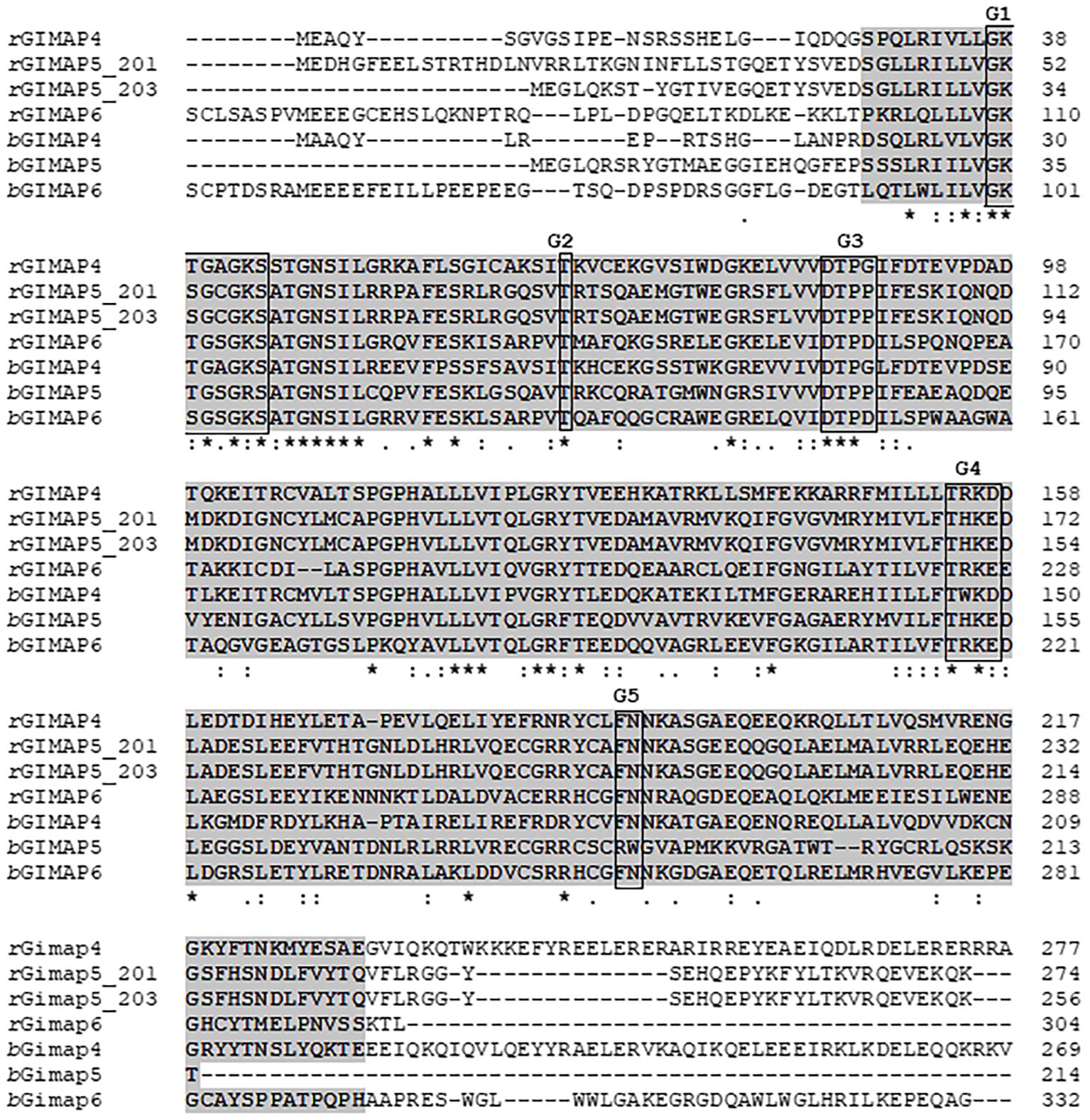 Protein sequence alignment showing amino acids from multiple sequences labeled rGIMAP4, rGIMAP5_201, rGIMAP5_203, tGIMAP6, bGIMAP4, bGIMAP5, and bGIMAP6. Conserved regions are boxed, labeled G1 to G5, and marked by symbols indicating the level of conservation.