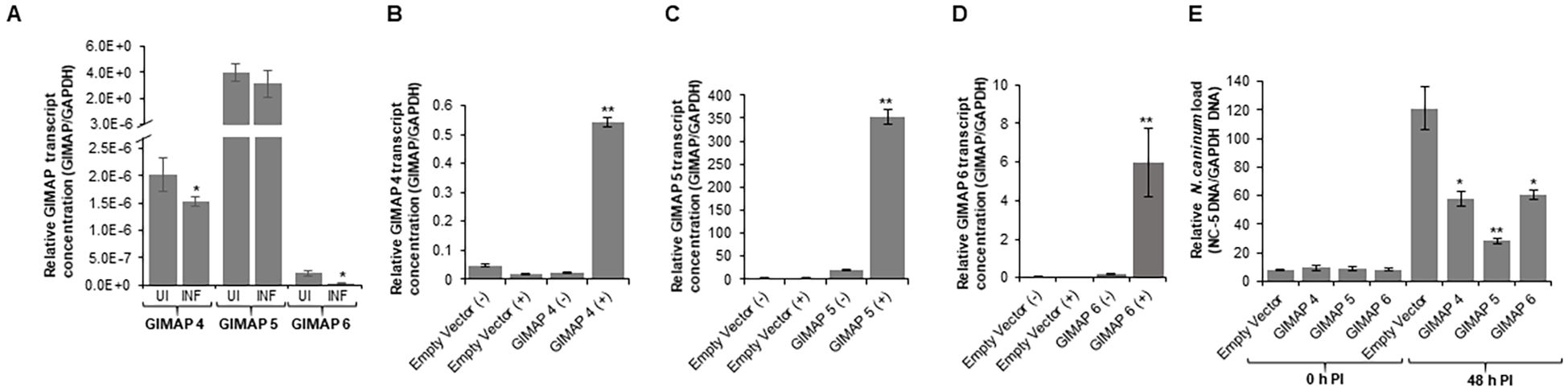 Bar charts A to E show data on GIMAP transcript concentrations and Neospora caninum load. Chart A compares GIMAP 4, 5, and 6 under uninfected (UI) and infected (INF) conditions, showing a significant decrease in GIMAP 4 and 5 during infection. Charts B, C, and D illustrate GIMAP 4, 5, and 6 transcript concentrations with empty and overexpressed vectors, showing notable increases with overexpression. Chart E compares N. caninum load at 0 and 48 hours post-infection with different GIMAP overexpressions, showing higher loads particularly with GIMAP 4 at 48 hours. Asterisks denote statistical significance.