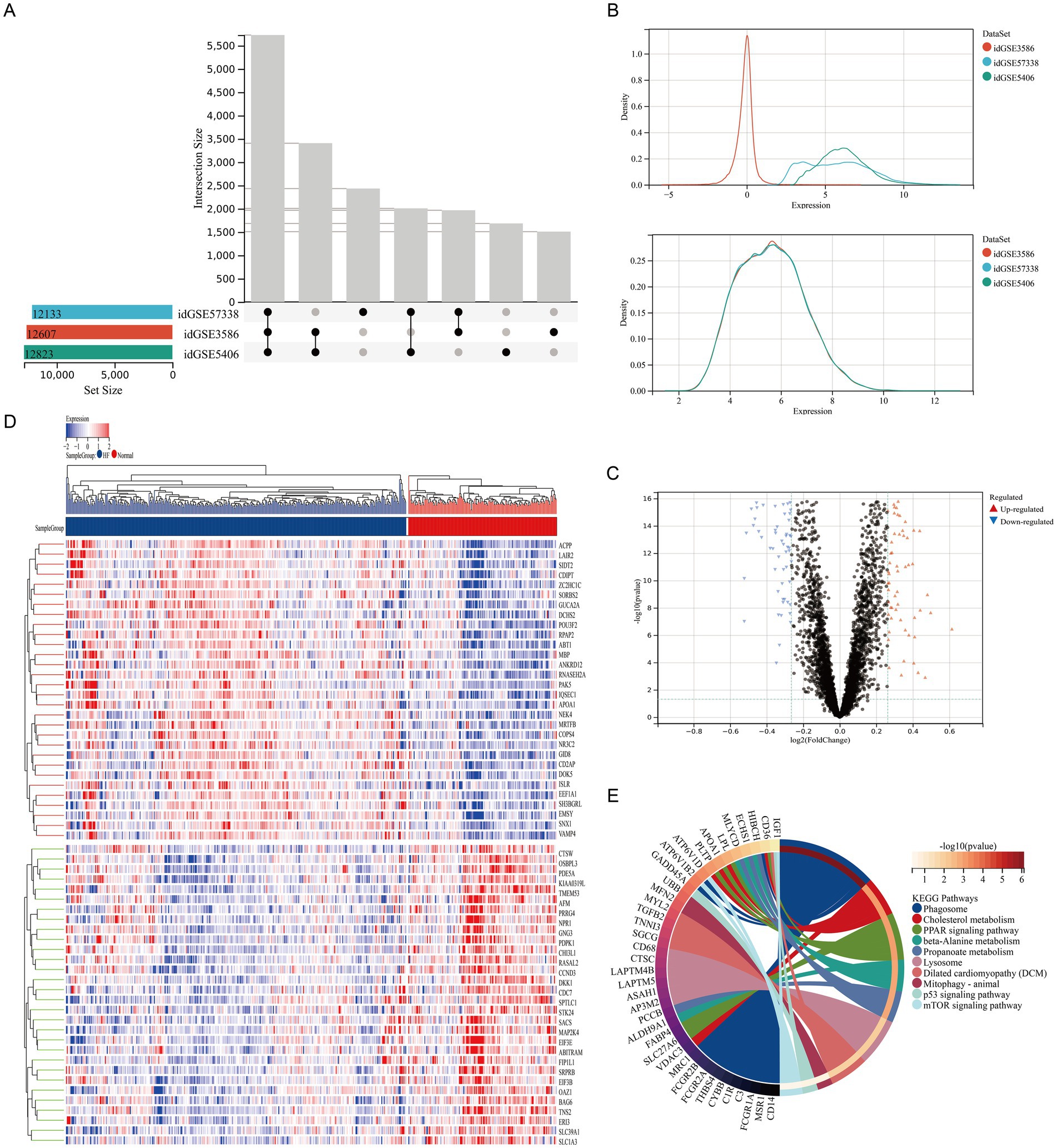 Panel A shows an upset plot illustrating intersection sizes of different datasets. Panel B presents density plots representing gene expression levels for three datasets. Panel C is a volcano plot displaying regulated, up-regulated, and down-regulated genes. Panel D features a heatmap of gene expression with hierarchical clustering, showing significant clustering patterns. Panel E provides a chord diagram connecting genes to KEGG pathways, highlighting key autophagy-related pathways with color-coded significance levels.