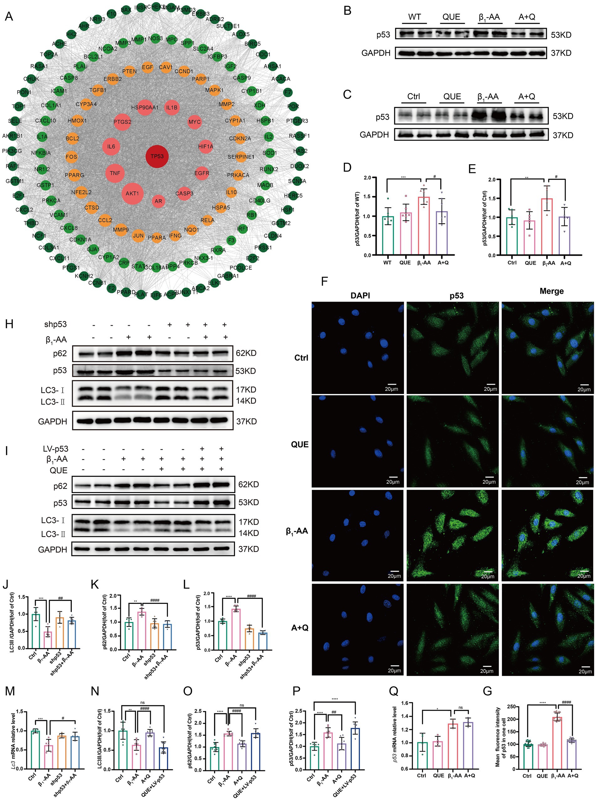 Panel A: PPI network identifies p53 as hub gene. Panels B-C: Western blot of p53 levels in mice and H9c2 cells. Panels D-E: p53 statistical analysis. Panel F: p53 immunofluorescence (green). Panel G: p53 fluorescence intensity. Panels H,L: LC3 and p62 levels with p53 knockdown. Panels I,P: LC3 and p62 levels with p53 overexpression. Panel M: LC3 mRNA with p53 knockdown. Panel Q: p53 mRNA after quercetin treatment. Statistical markers indicate group comparisons.