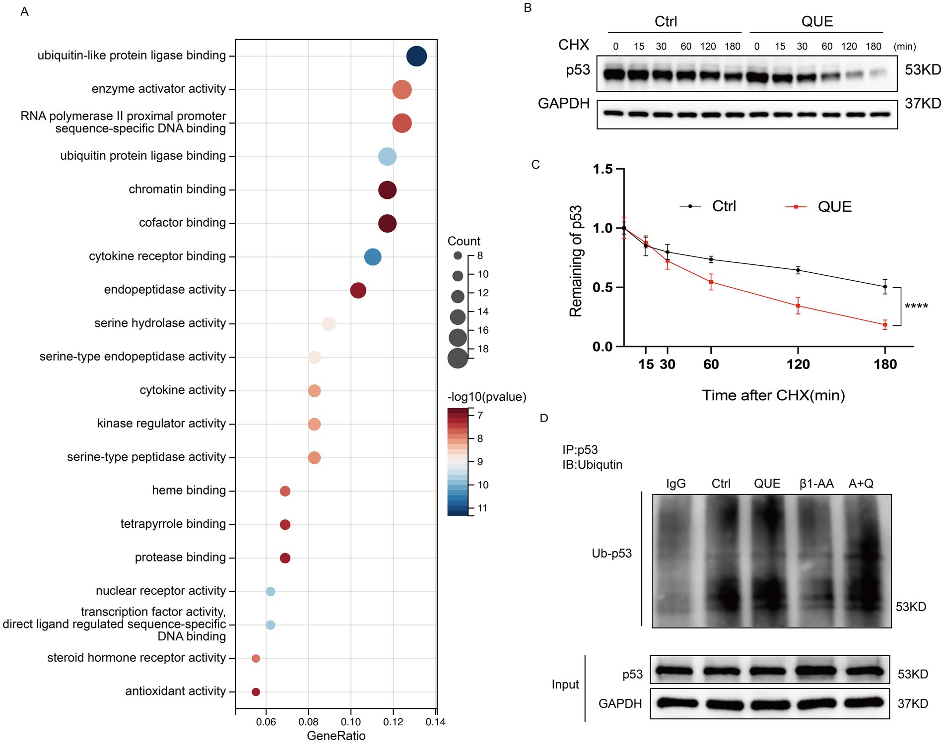 Panel A: GO functional enrichment analysis of quercetin-targeted proteins. Panel B: Western blot analysis of H9c2 cells pretreated with quercetin and CHX. Panel C: Quantitative analysis of protein expression levels. Panel D: Co-immunoprecipitation shows β1-AA reduces p53 ubiquitination, reversed by quercetin. Statistical significance is indicated.
